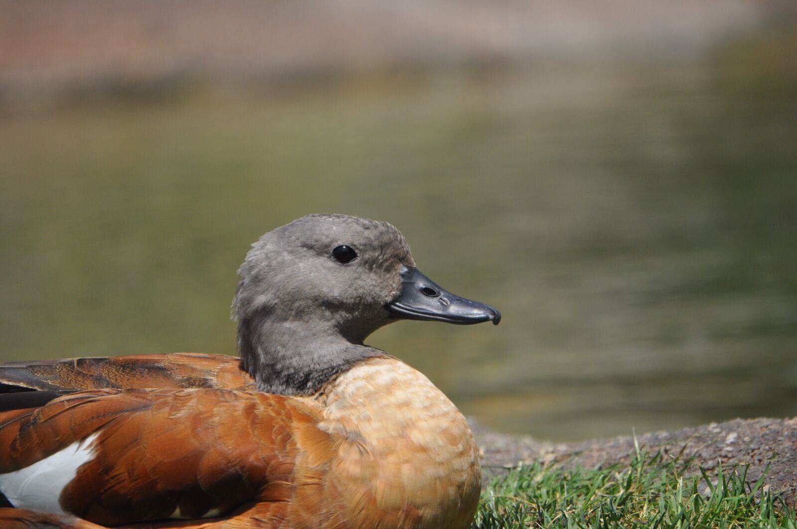 Nikon D5000 sample photo. Duck, animal, alone photography