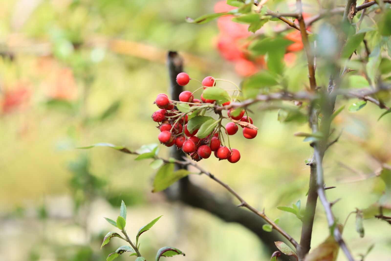 Canon EOS 90D sample photo. Burning bush, persistent, thorny photography