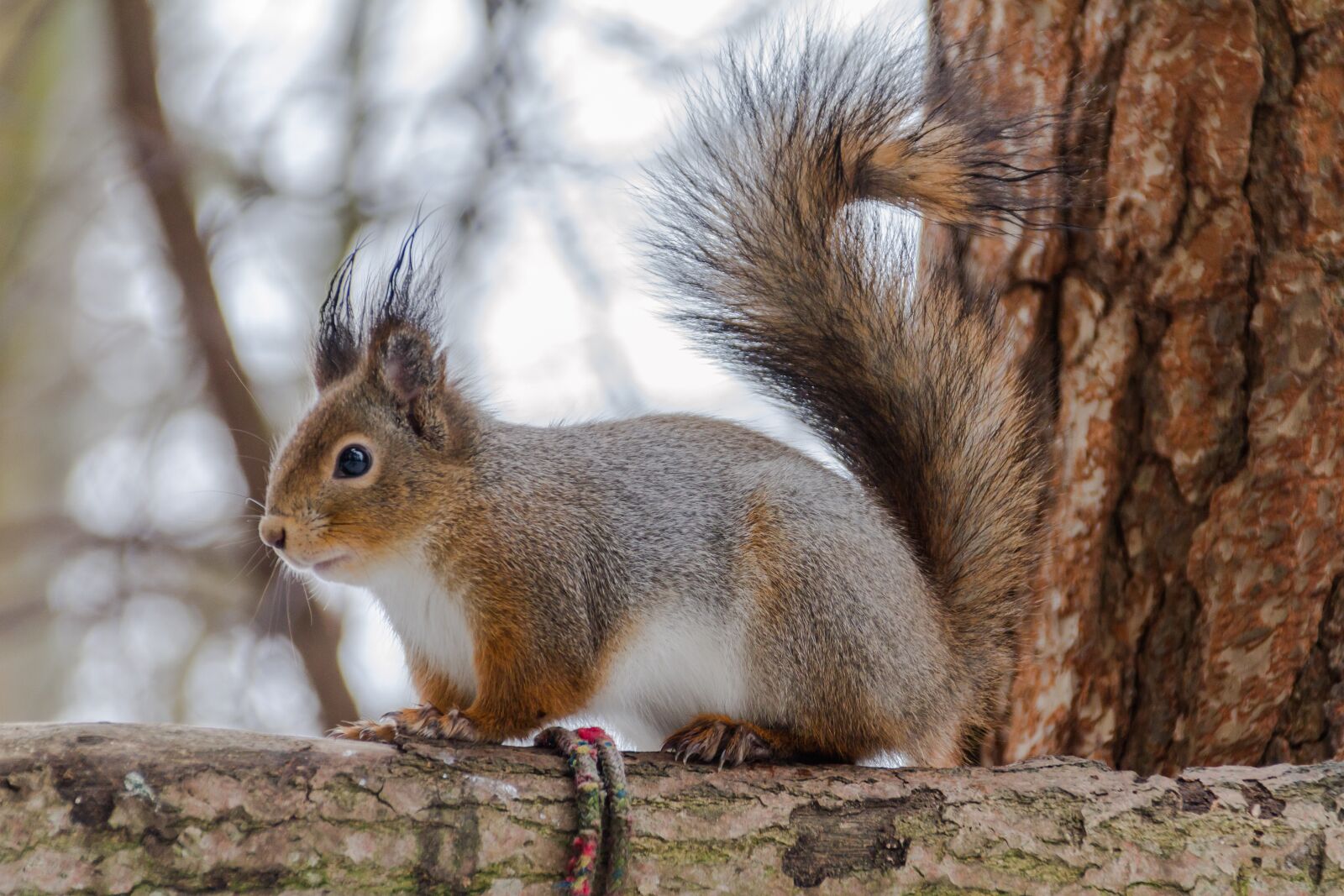 Canon EOS 7D sample photo. Squirrel, mammals, nature photography