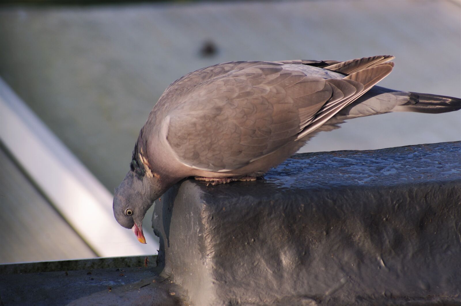 Pentax K-x sample photo. Pigeon, bird, perched photography