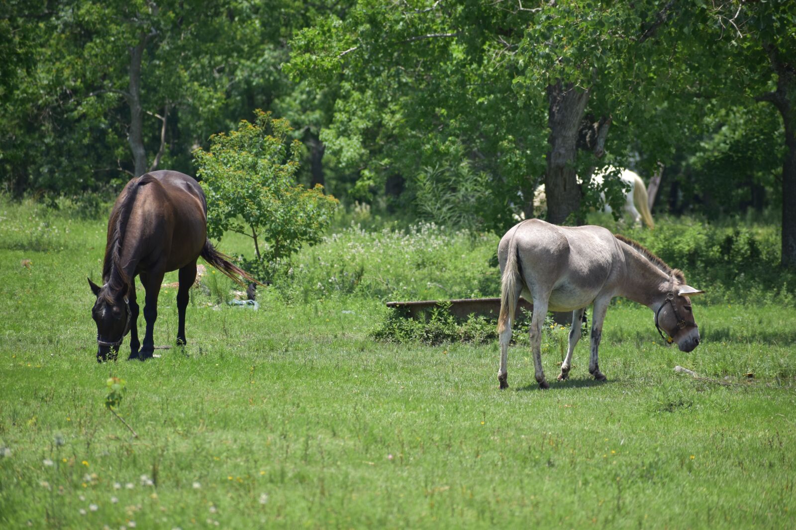 Nikon D3500 sample photo. Donkey, horse, mane photography