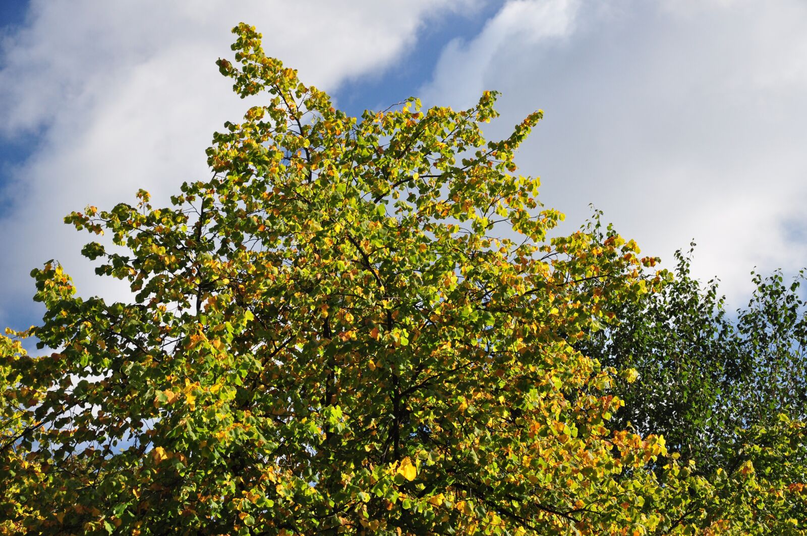 Nikon D90 sample photo. Scotland, tree, nature photography