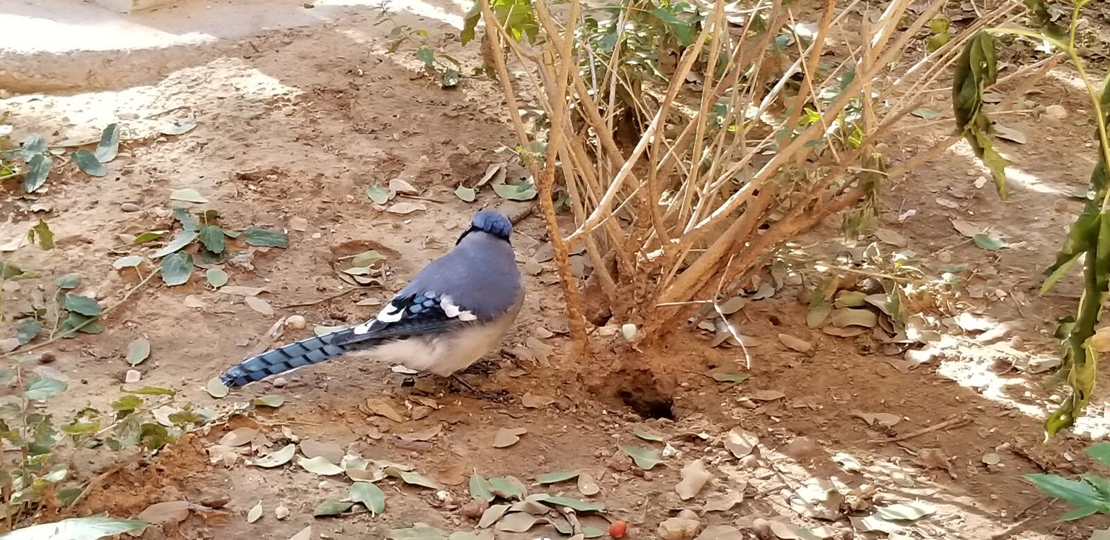Samsung Galaxy S8 sample photo. Blue jay, male blue photography