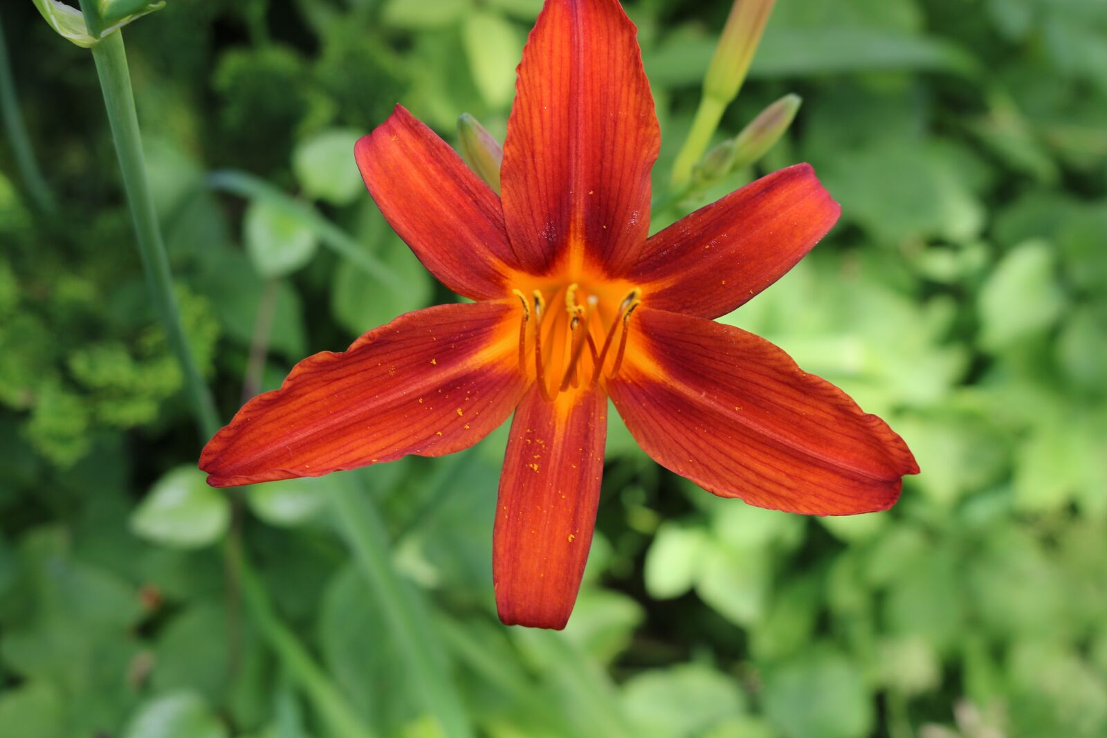 Canon EOS 70D sample photo. Flower, red flower, plant photography
