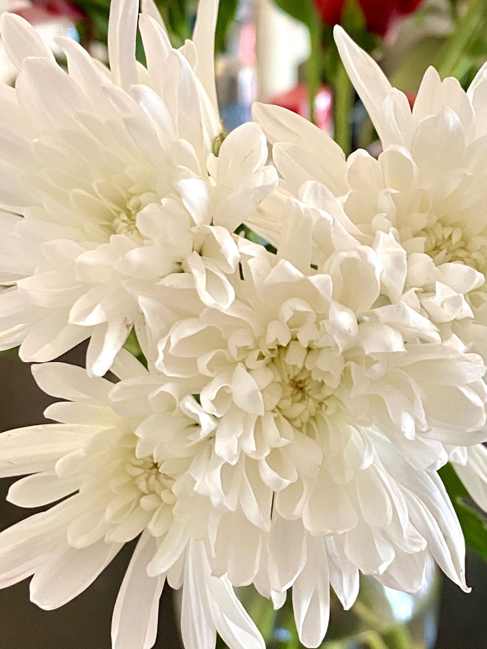 iPhone 11 Pro Max back triple camera 4.25mm f/1.8 sample photo. White flowers, wedding, bride photography