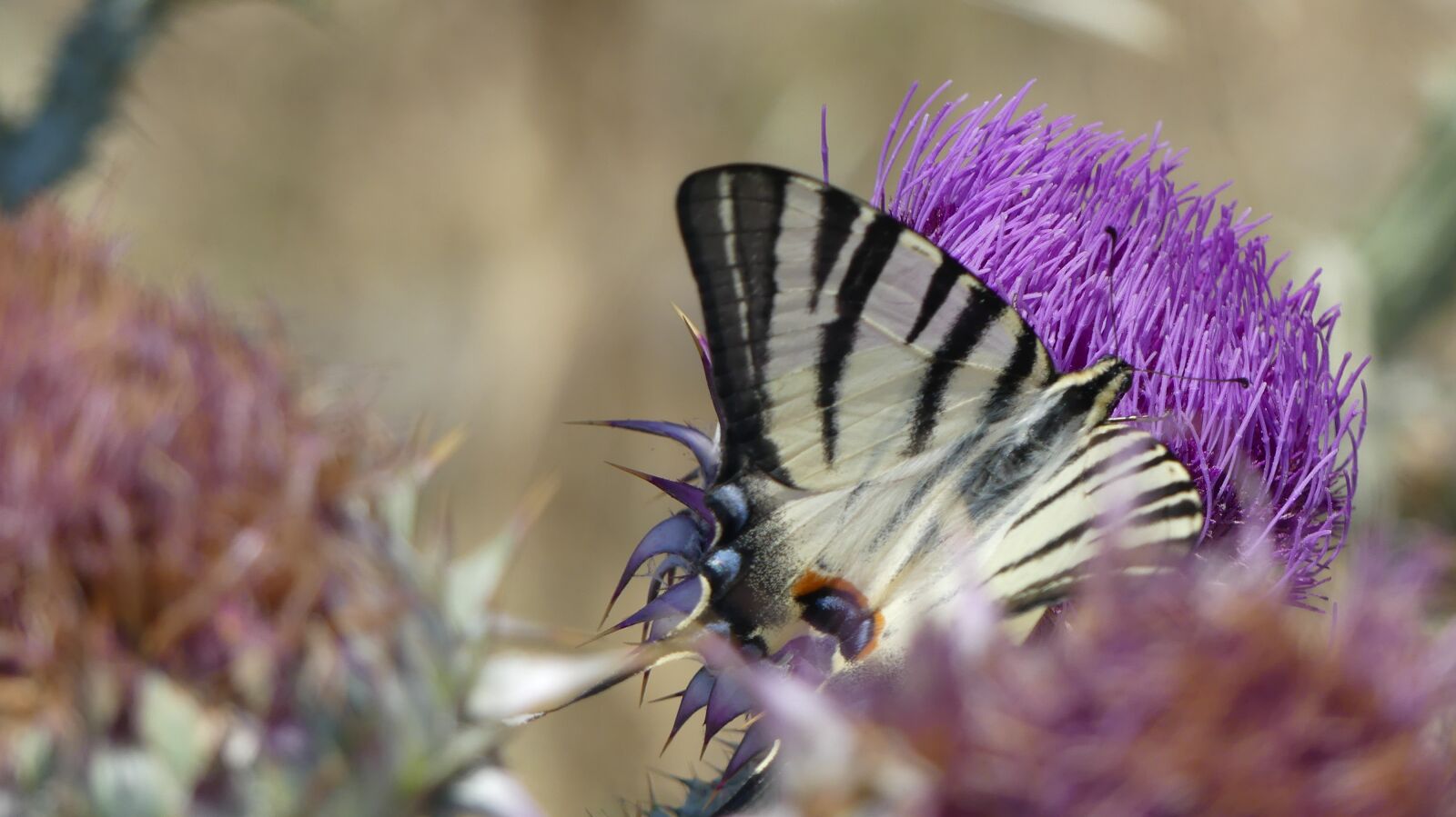 Panasonic Lumix DMC-FZ300 sample photo. Butterfly, flower, thistle photography