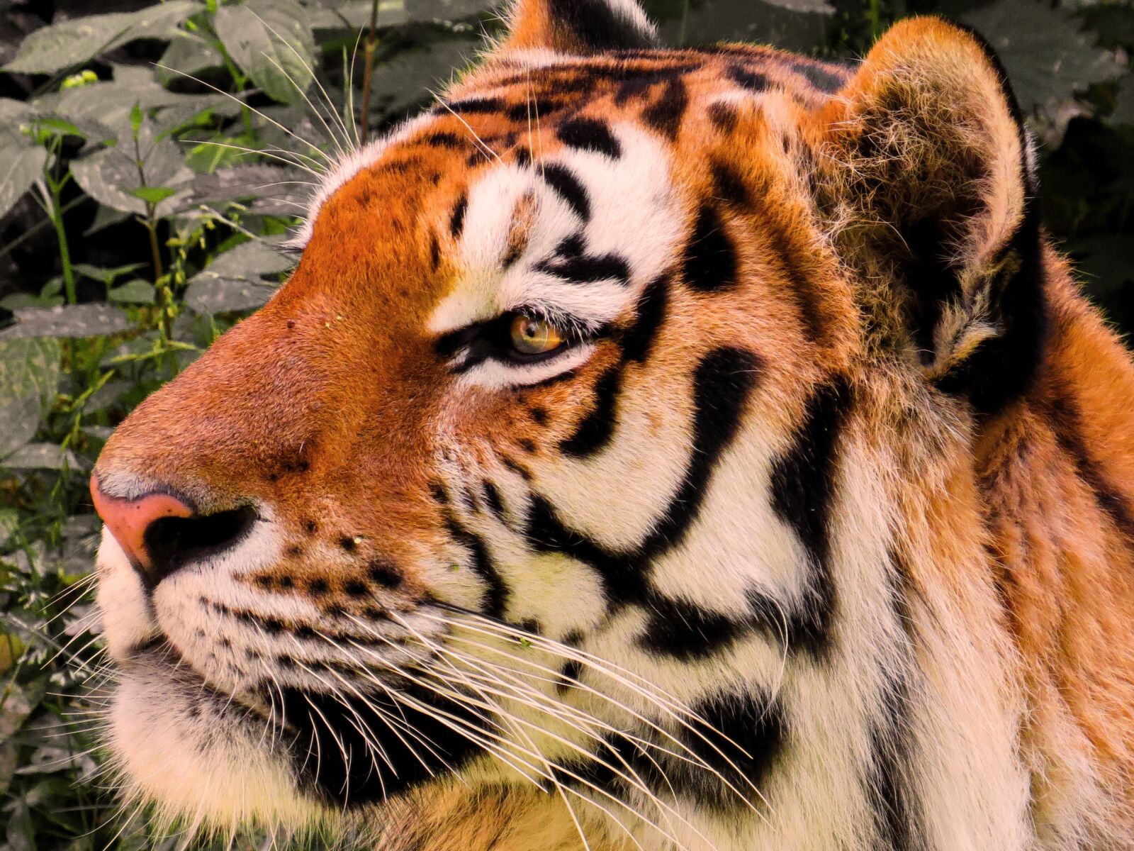 Canon PowerShot SX50 HS sample photo. Animal, tiger, big cat photography