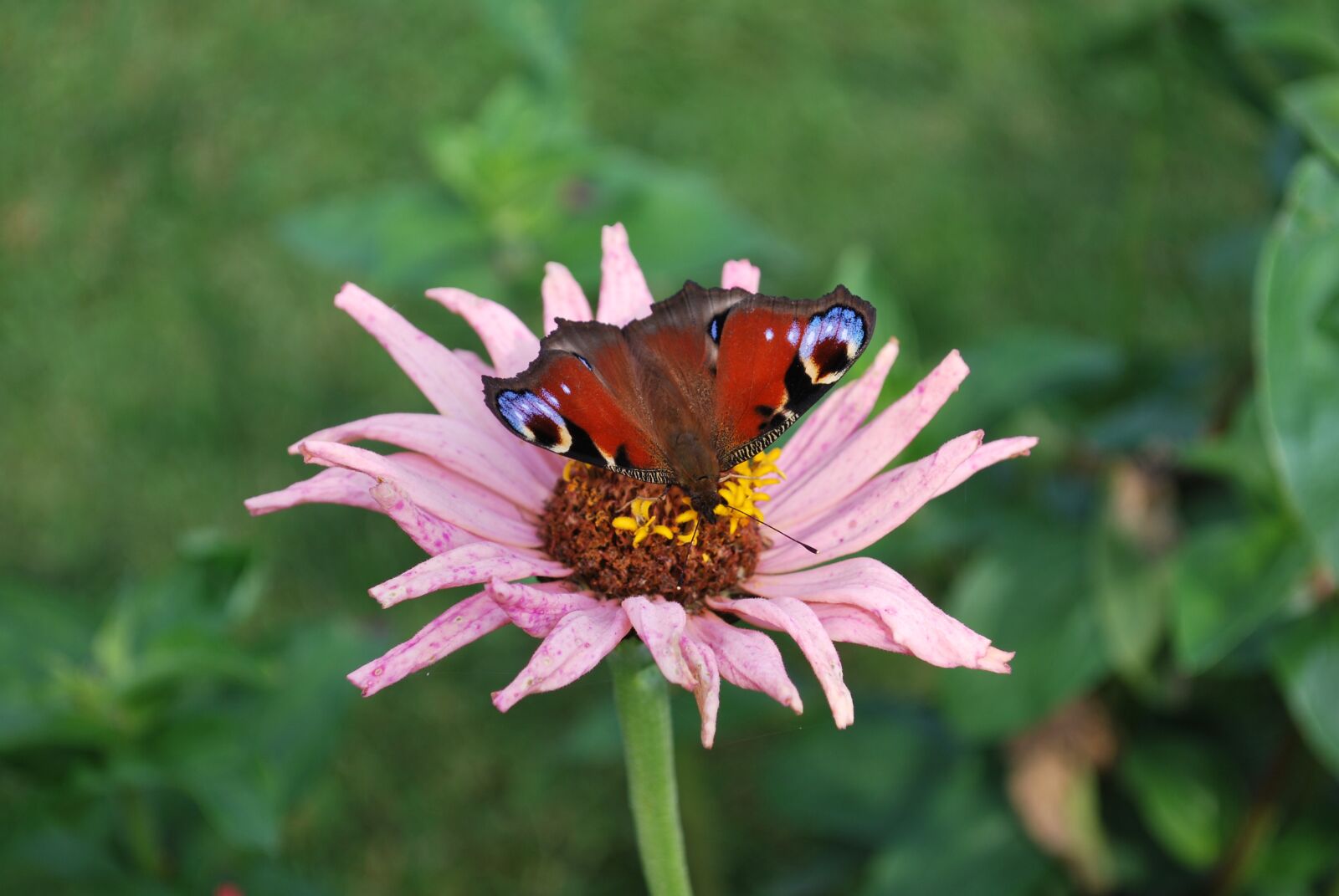 Nikon D60 sample photo. Blossom, bloom, macro photography
