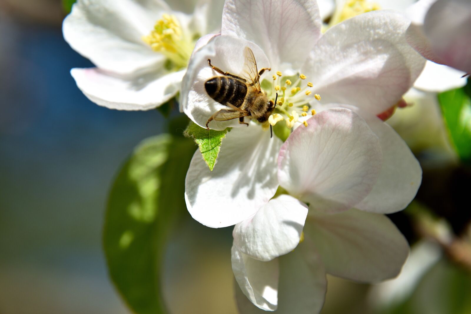 Nikon D5500 sample photo. Apple tree blossom, bee photography