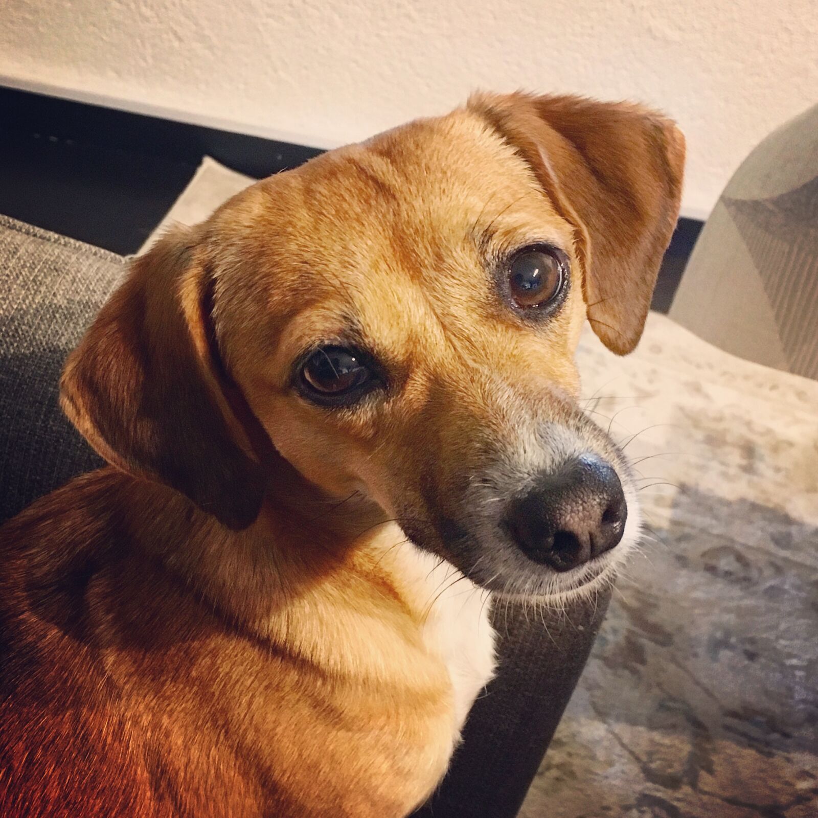 iPhone SE back camera 4.15mm f/2.2 sample photo. Dog, dog, head, dogs photography