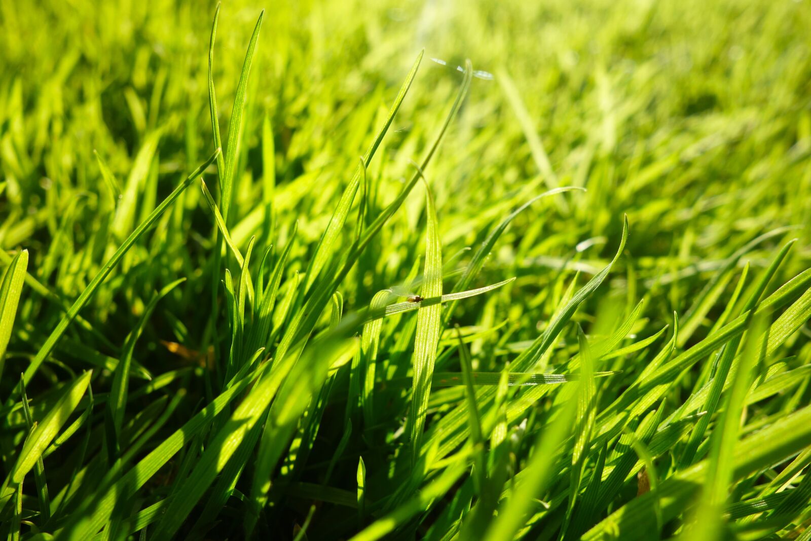 Sony Cyber-shot DSC-RX100 sample photo. Grass, grass blades, lawn photography
