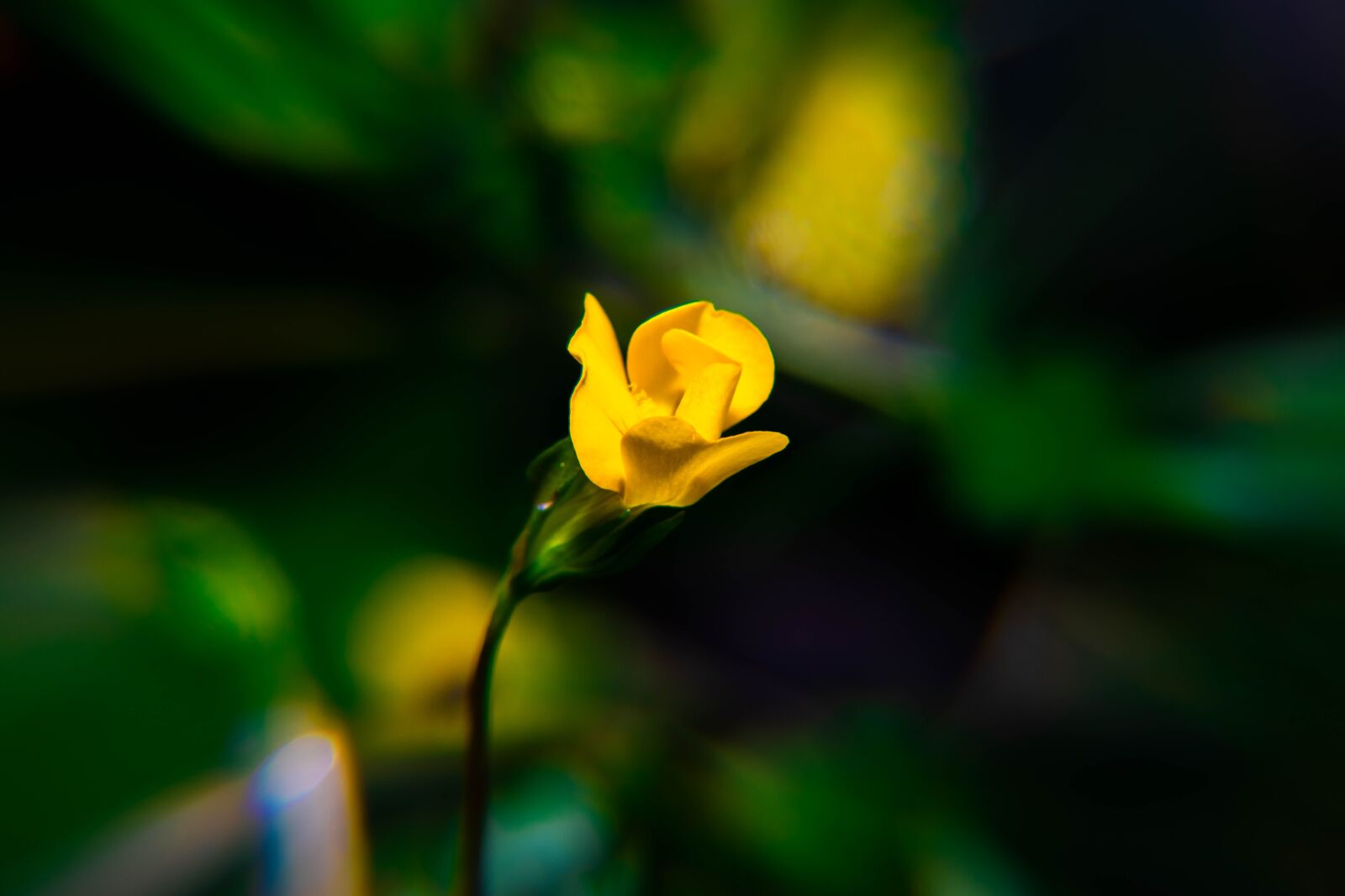 Nikon D850 sample photo. Flower, wallpaper, pollen photography