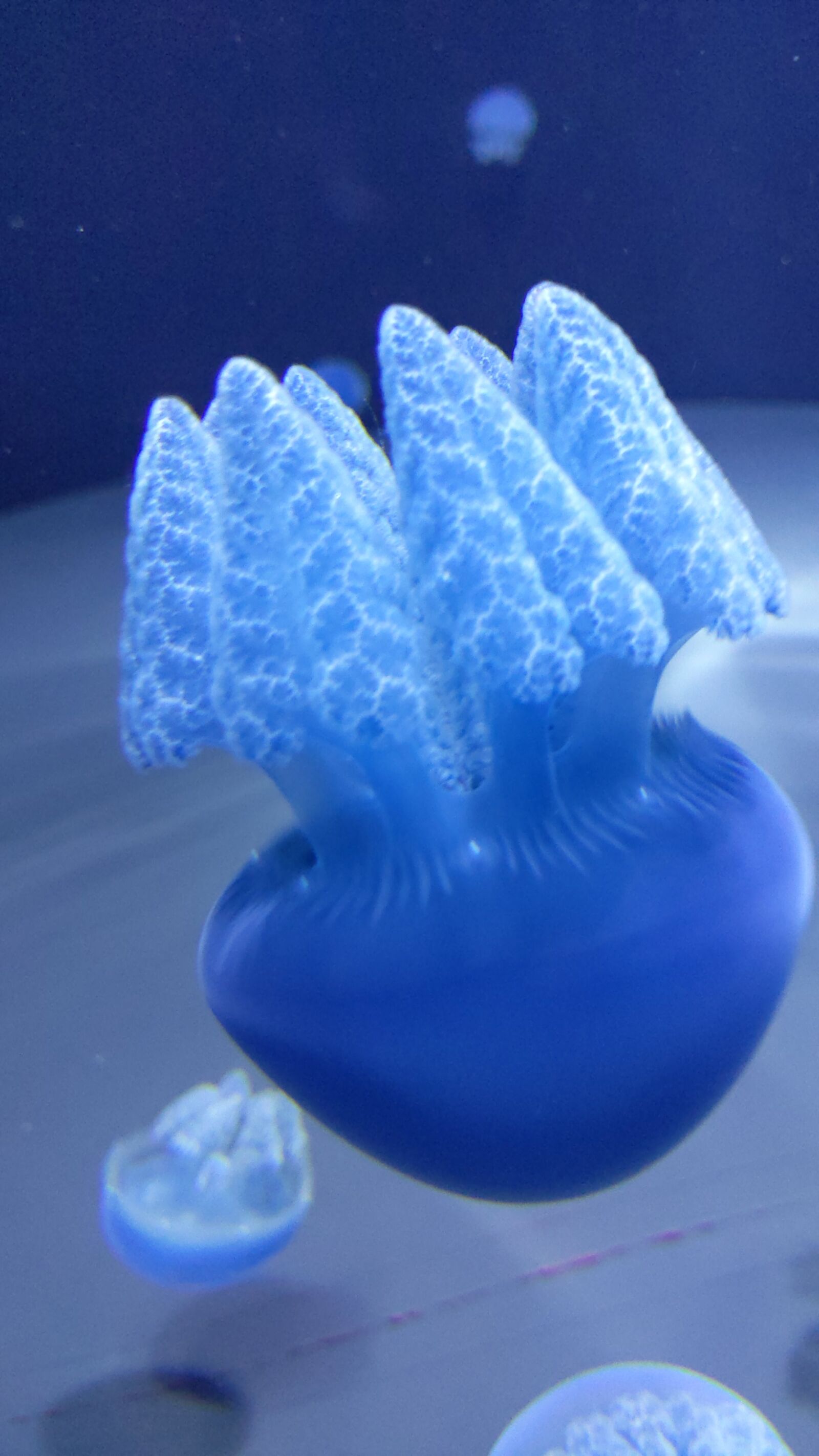 Google Pixel 3a sample photo. Jellyfish, aquarium, medusa photography