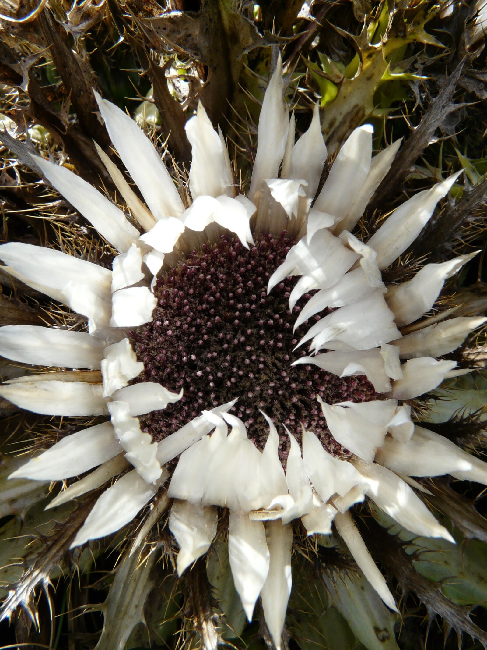 Panasonic DMC-FZ18 sample photo. Silver thistle, carlina acaulis photography