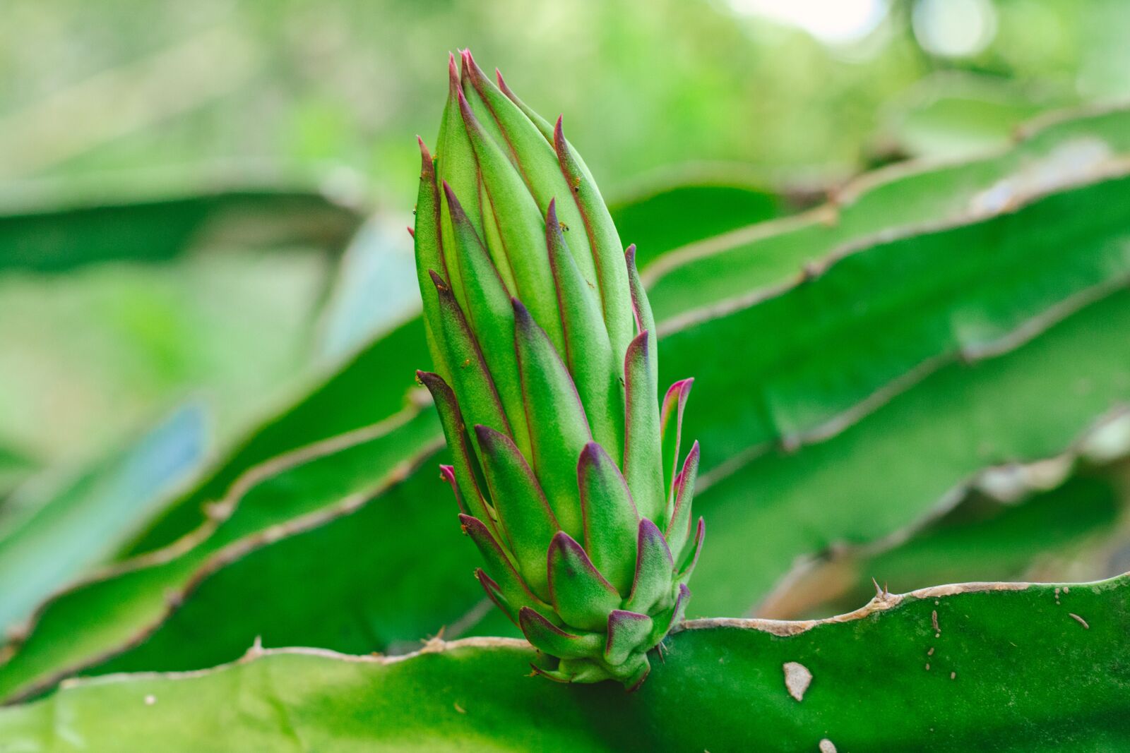 Canon EOS 700D (EOS Rebel T5i / EOS Kiss X7i) + Canon EF 50mm F1.8 STM sample photo. Thorns, dragon fruit, fruit photography