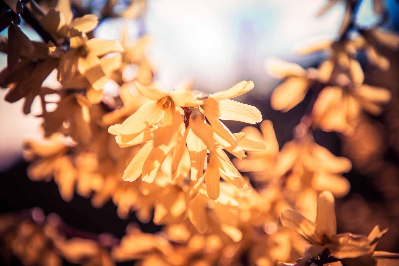 Nikon D610 sample photo. Beautiful, blossom, blur, bright photography