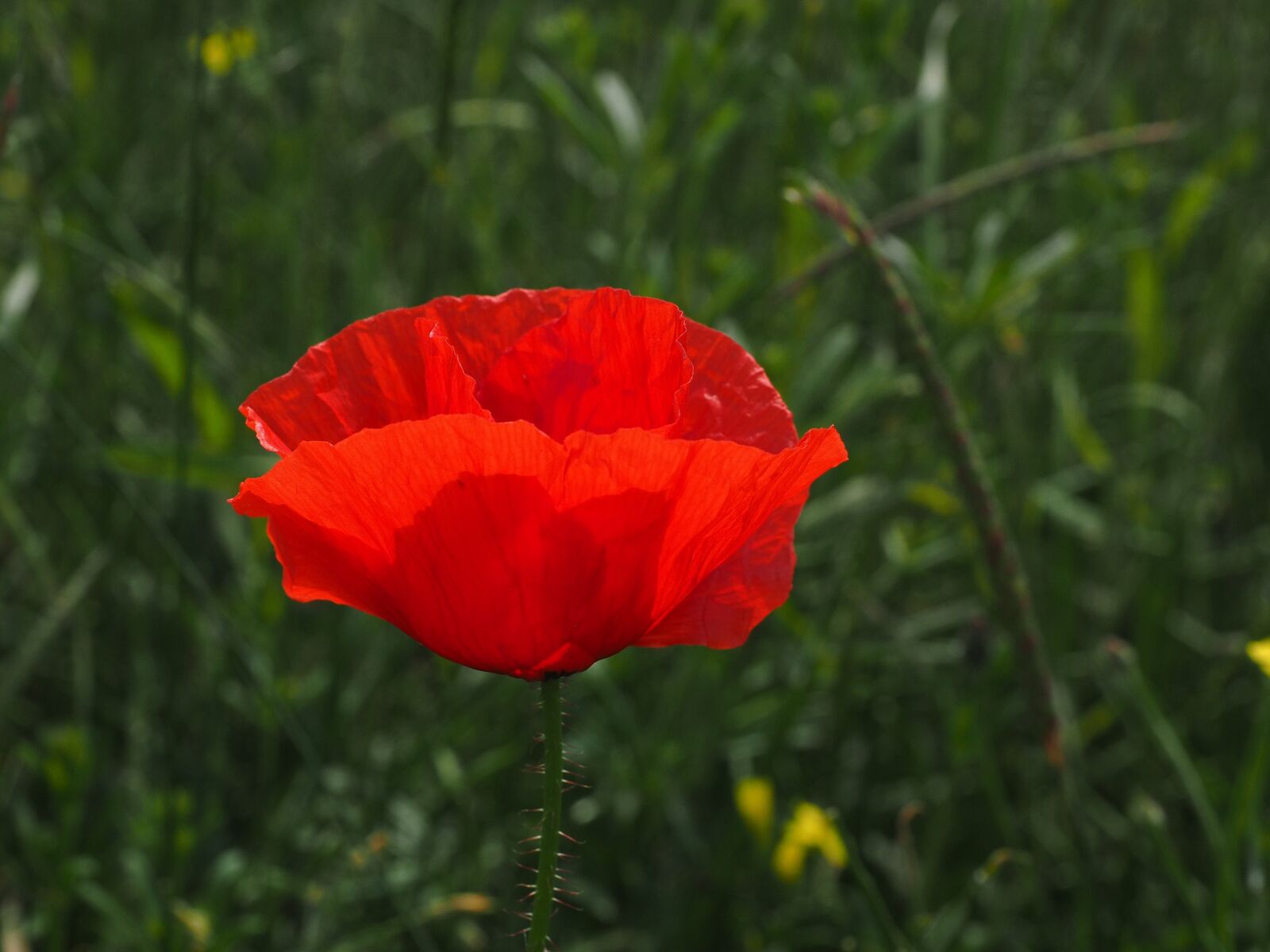 Olympus OM-D E-M1 + Olympus M.Zuiko Digital ED 12-40mm F2.8 Pro sample photo. Klatschmohn, poppy flower, poppy photography
