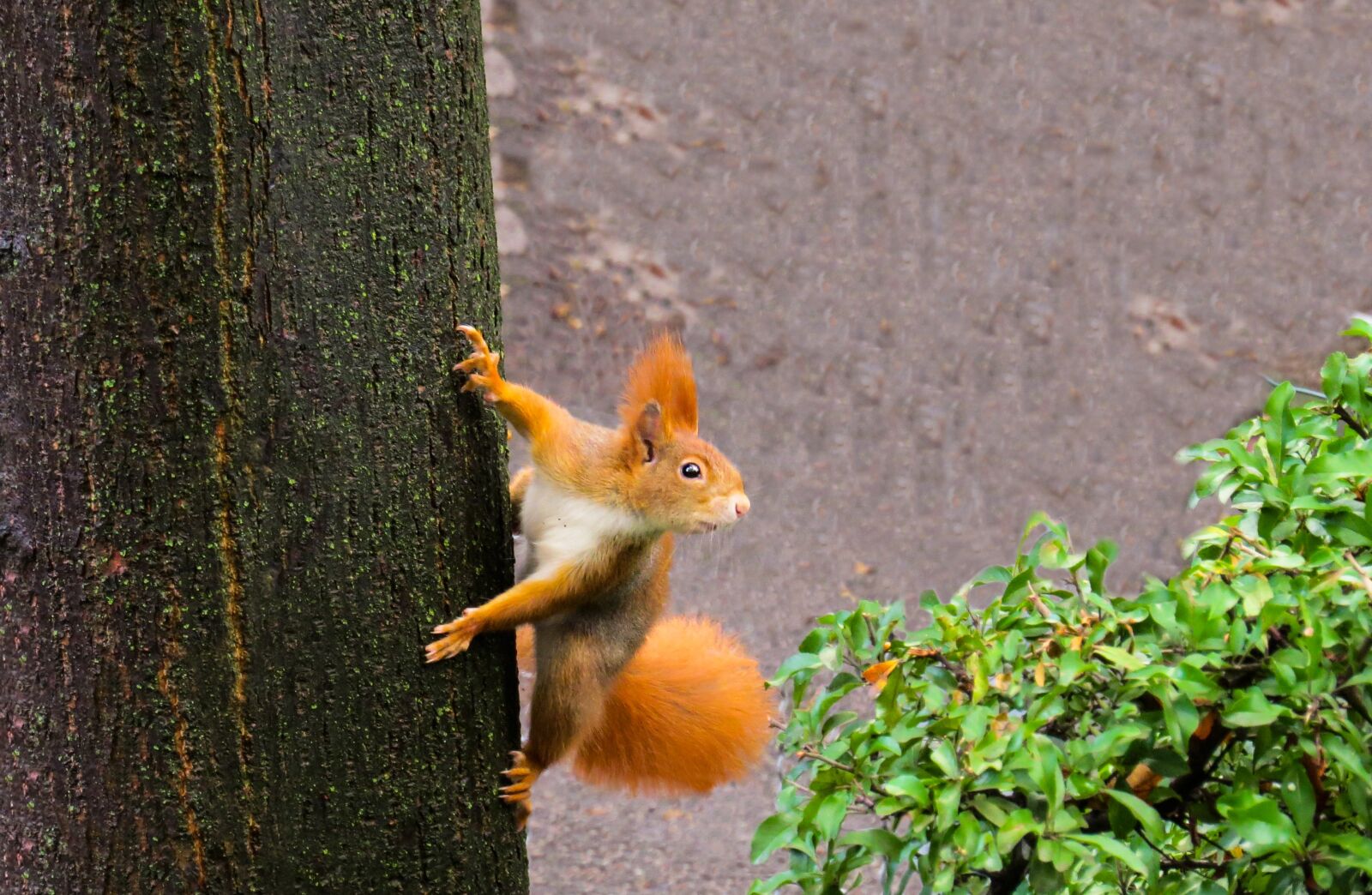 Canon PowerShot SX50 HS sample photo. Squirrel, animal, rodent photography