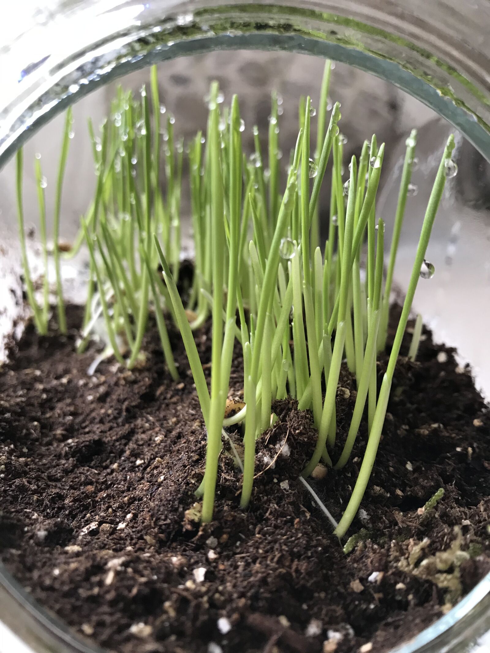 Apple iPhone 7 sample photo. Wheatgrass, terrarium, indoor growing photography