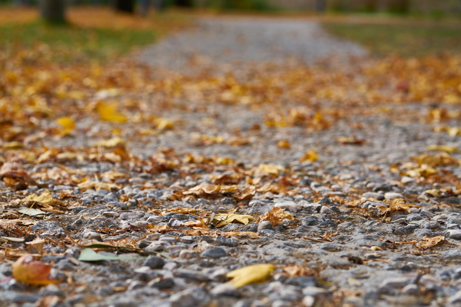 Sigma 85mm F1.4 DG HSM Art sample photo. Autumn, the leaves are photography
