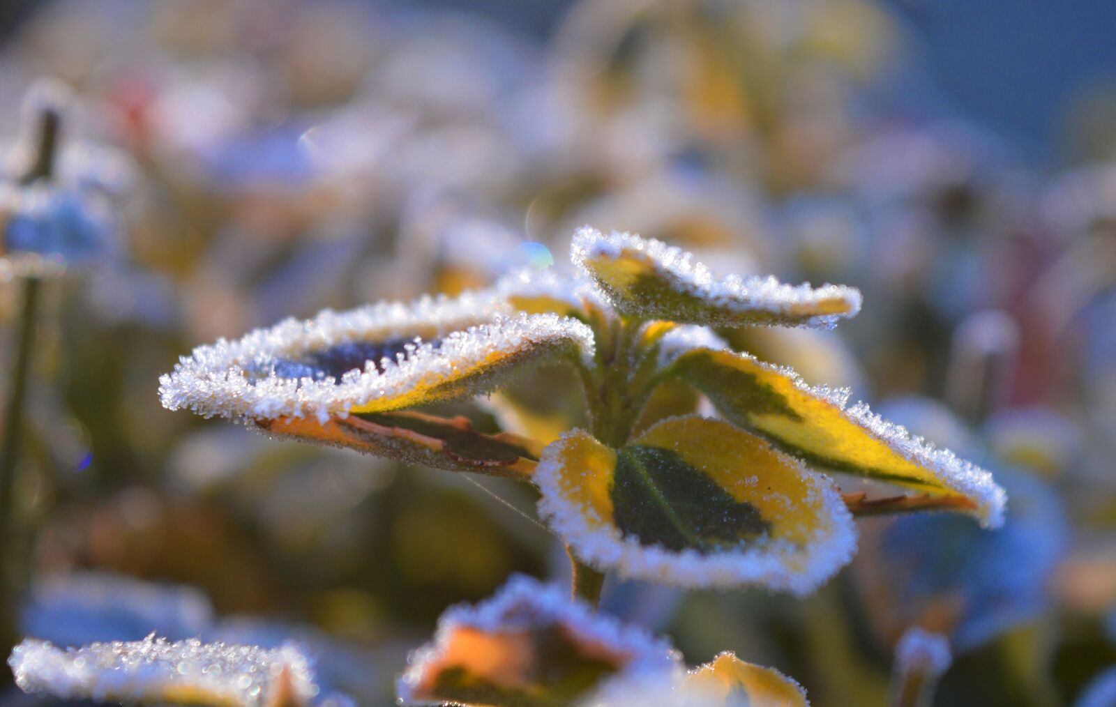 Nikon D3200 sample photo. Leaves, eiskristalle, winter photography