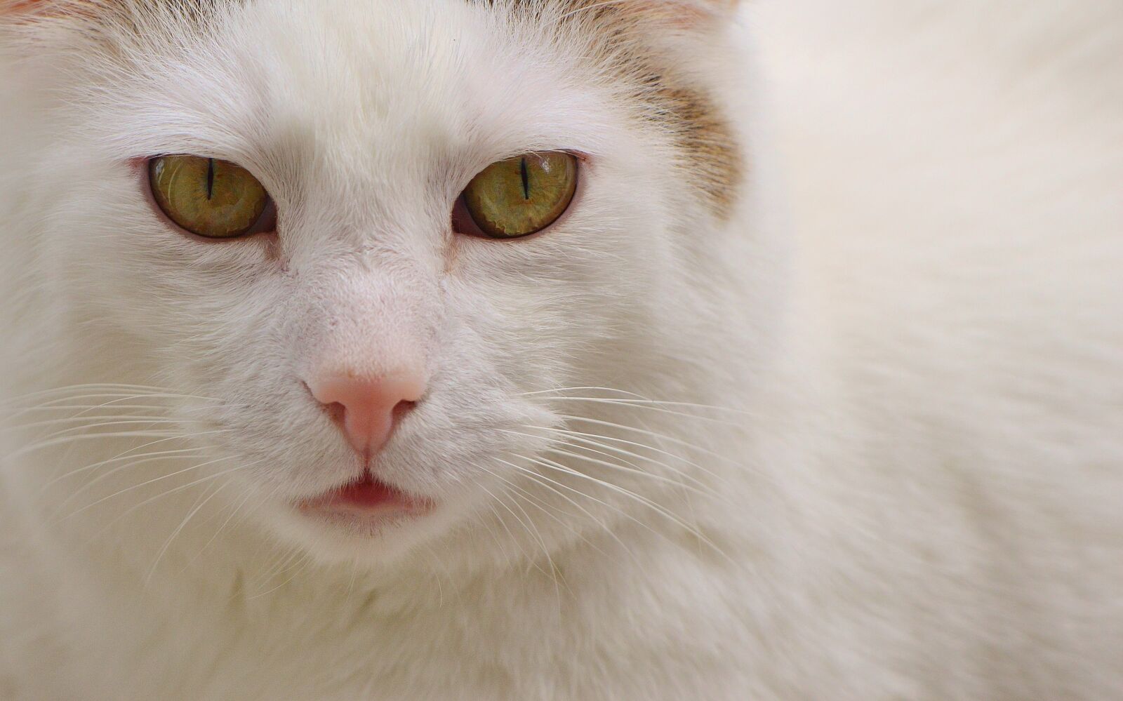 Nikon D3200 sample photo. Cat, domestic cat, white photography
