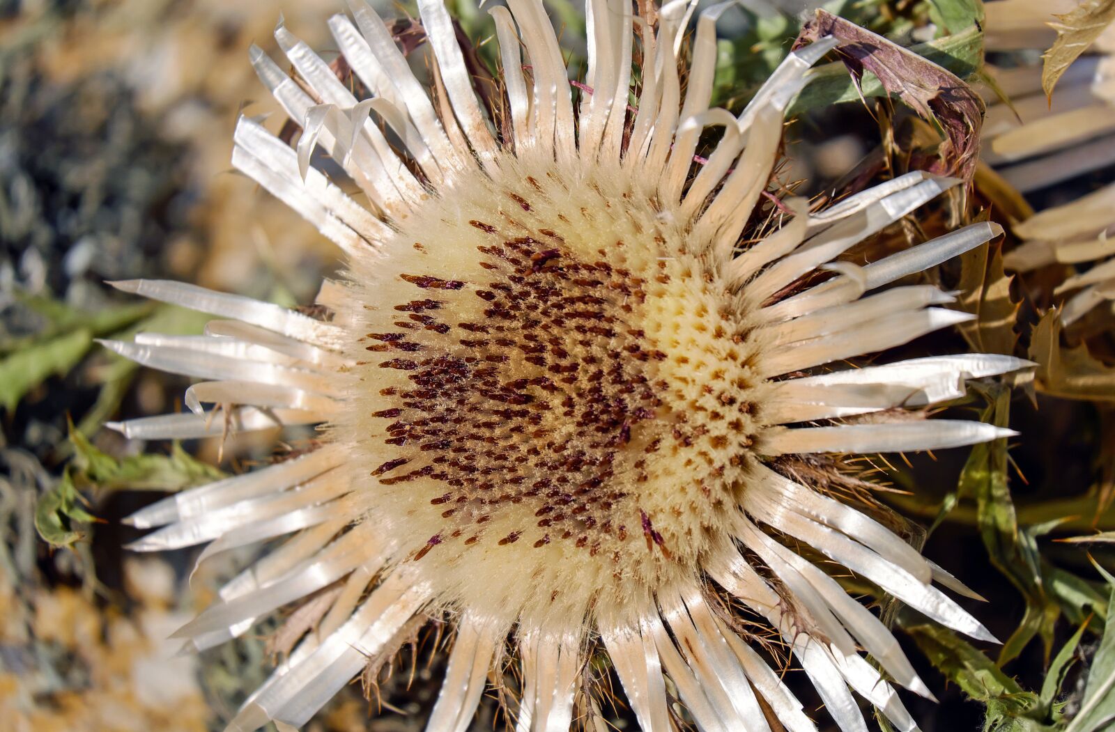Fujifilm X-T10 + Fujifilm XC 50-230mm F4.5-6.7 OIS sample photo. Thistle, silver thistle, carlina photography