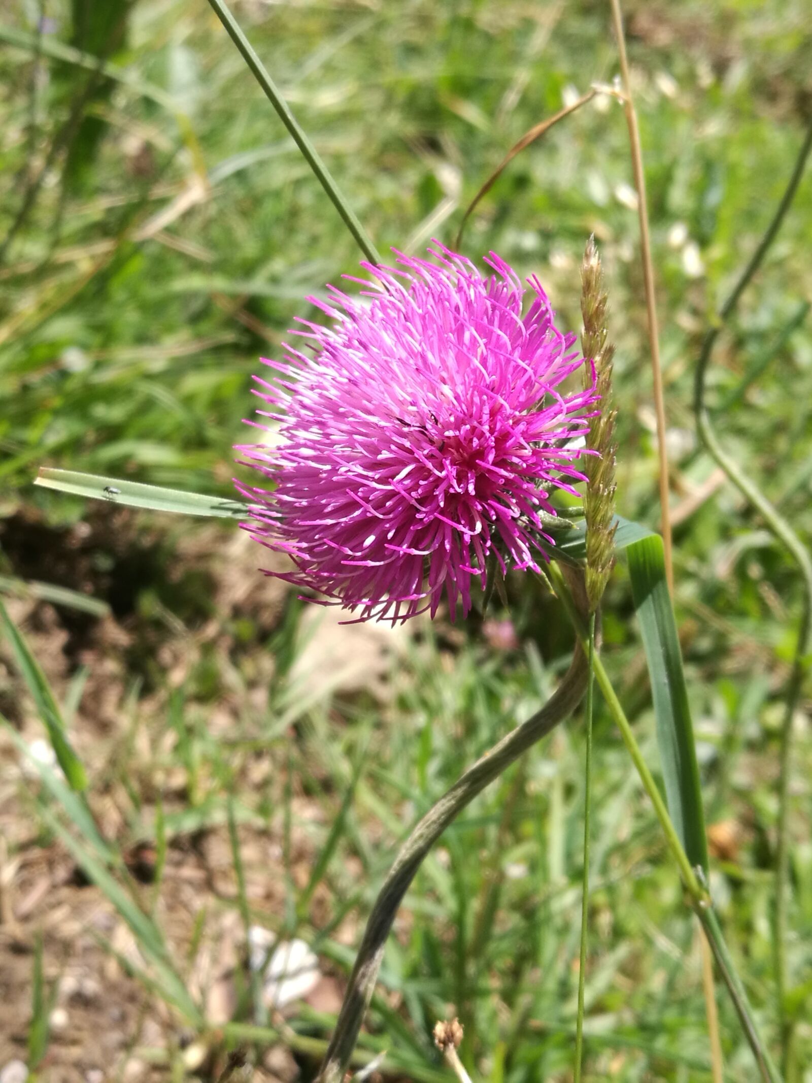 HUAWEI P9 sample photo. Nature, pink, beautiful flower photography
