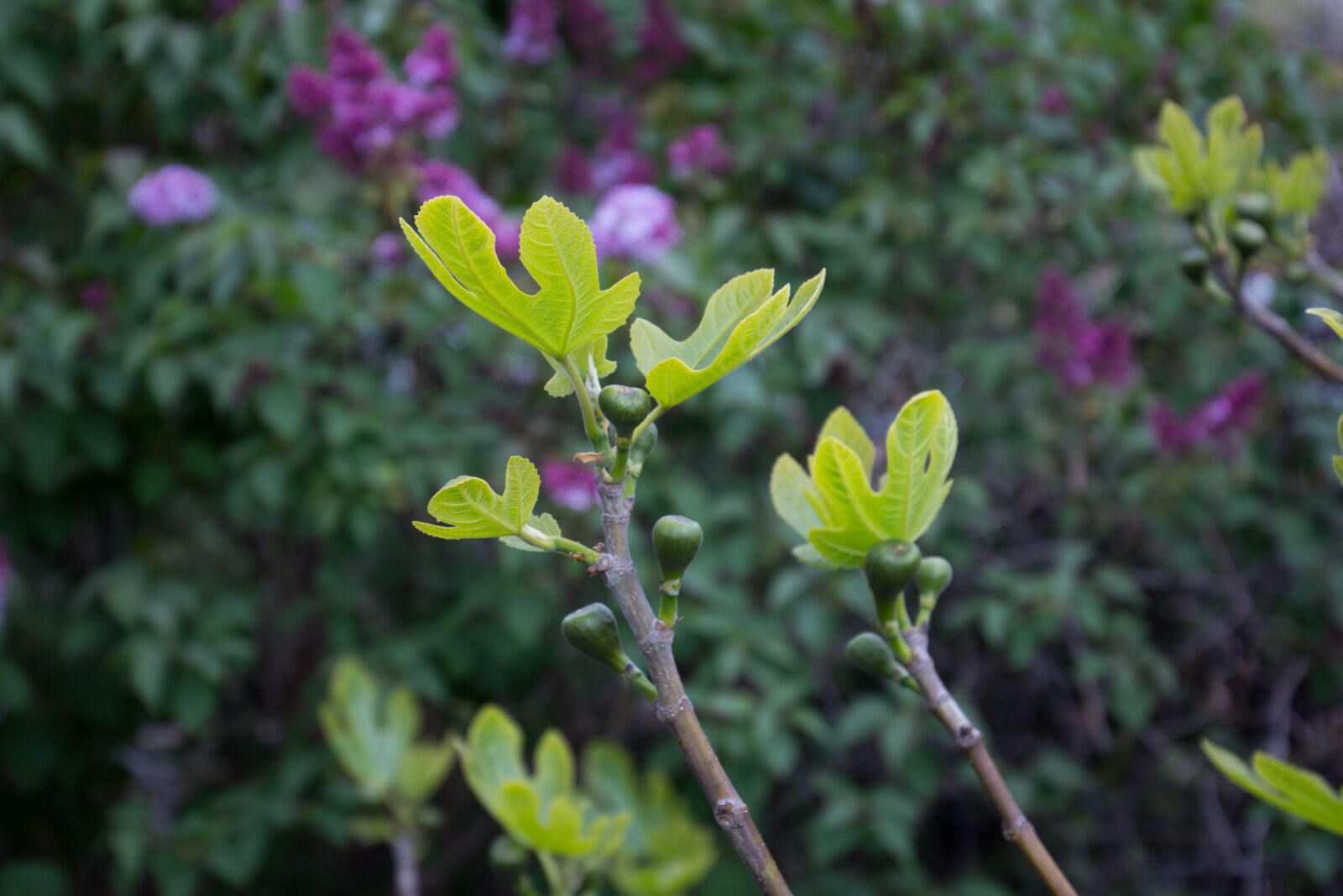 Canon EOS 60D sample photo. Figs, fruit, nature photography