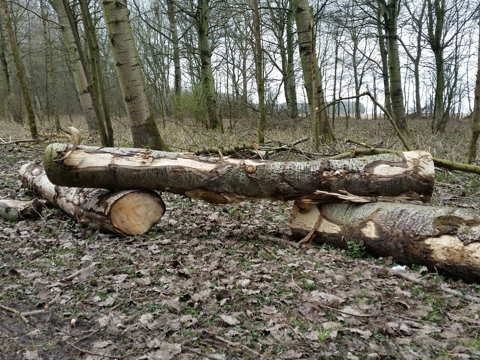 Samsung Galaxy S5 sample photo. Wood, tree, tree trunk photography