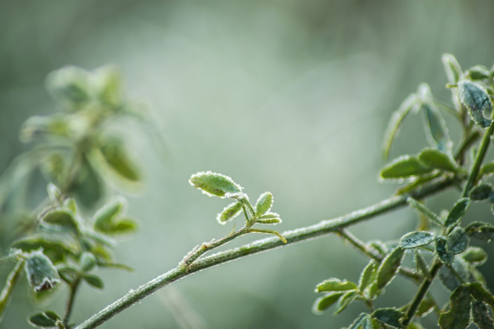 Canon EF 70-210mm f/4 sample photo. Green, plant, frost photography
