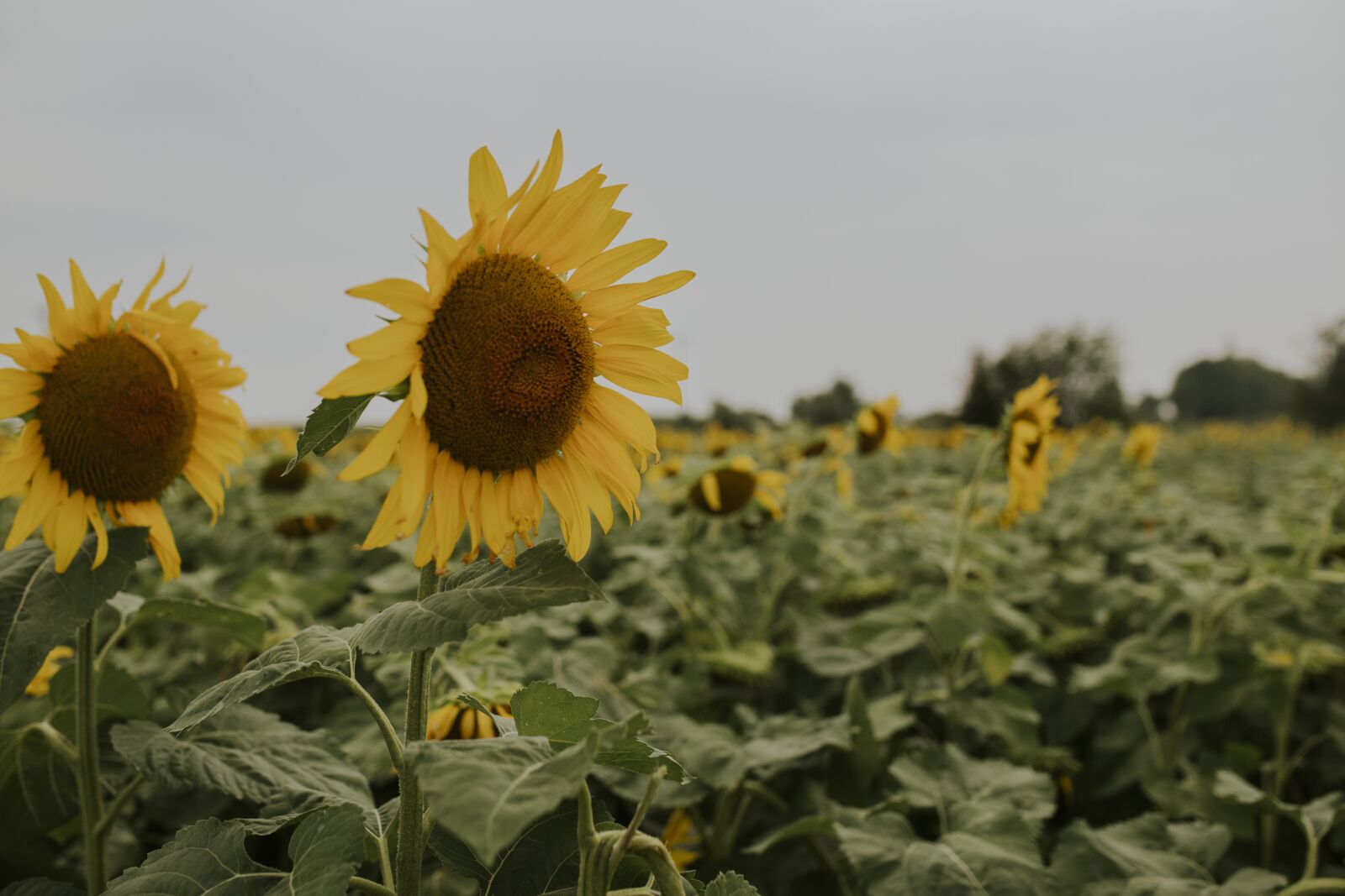 Canon EOS 5D Mark IV sample photo. Sunflower, field, fall photography