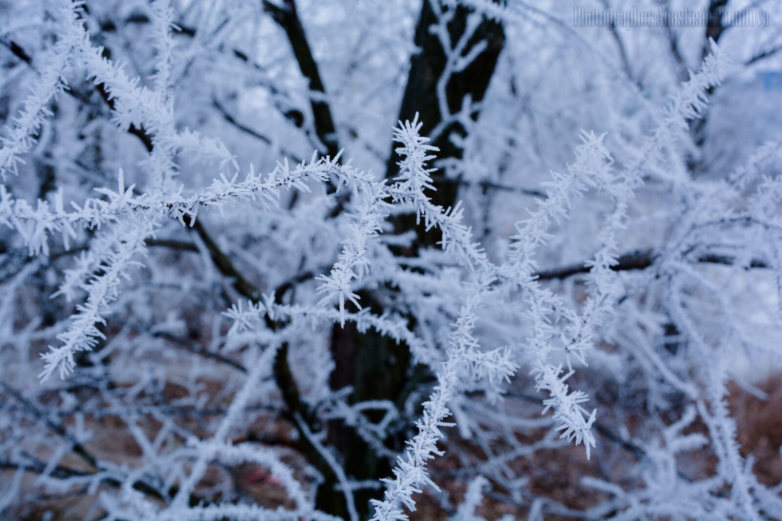 Nikon D5200 sample photo. Branch, tree, winter photography