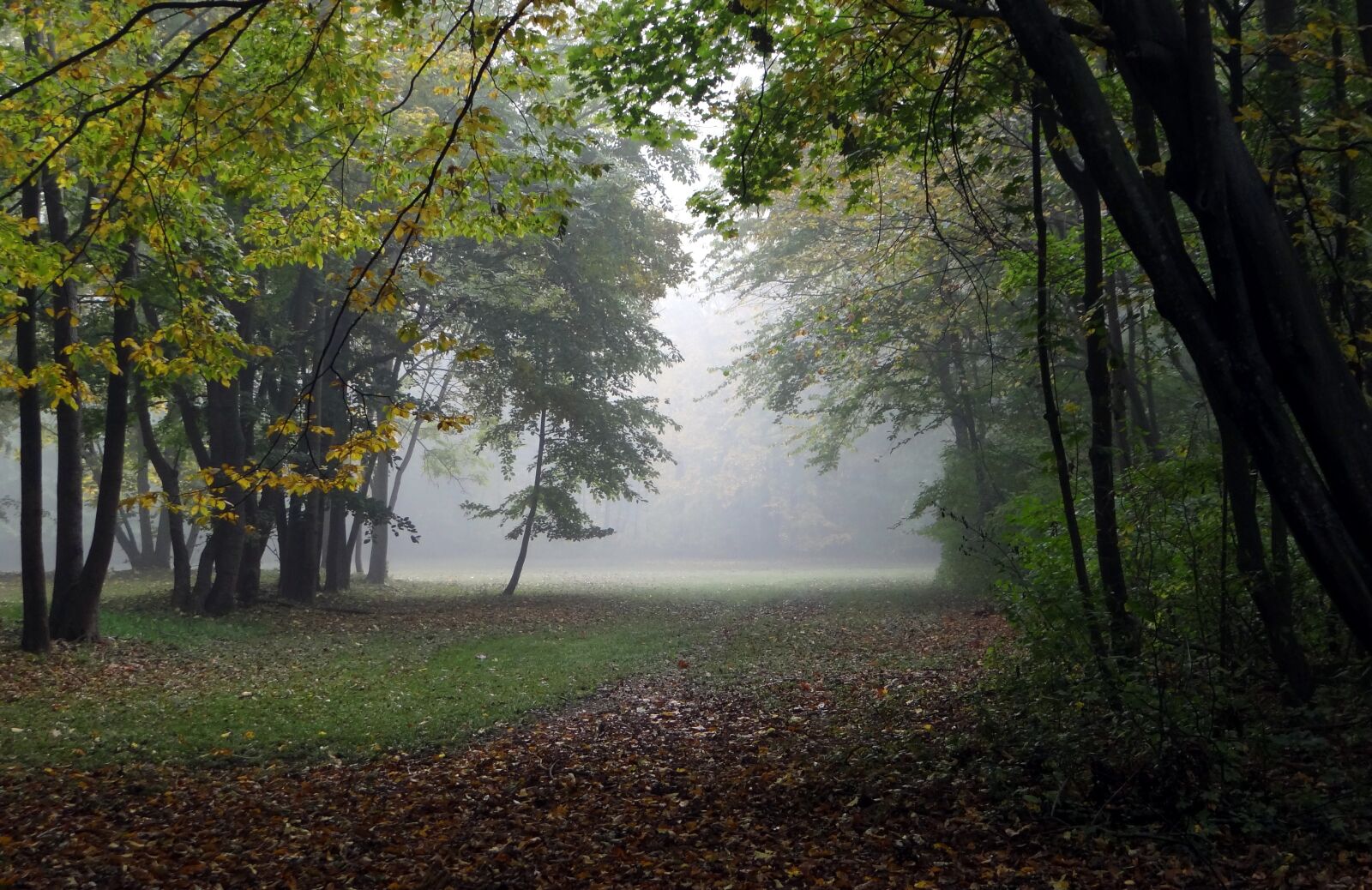 Sony Cyber-shot DSC-HX100V sample photo. Autumn, fog, forest photography