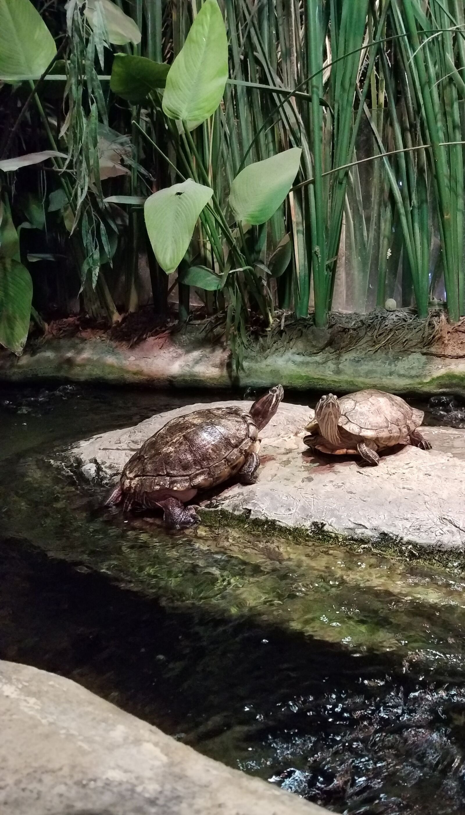 Samsung Galaxy S7 sample photo. Turtles, turtle, river photography