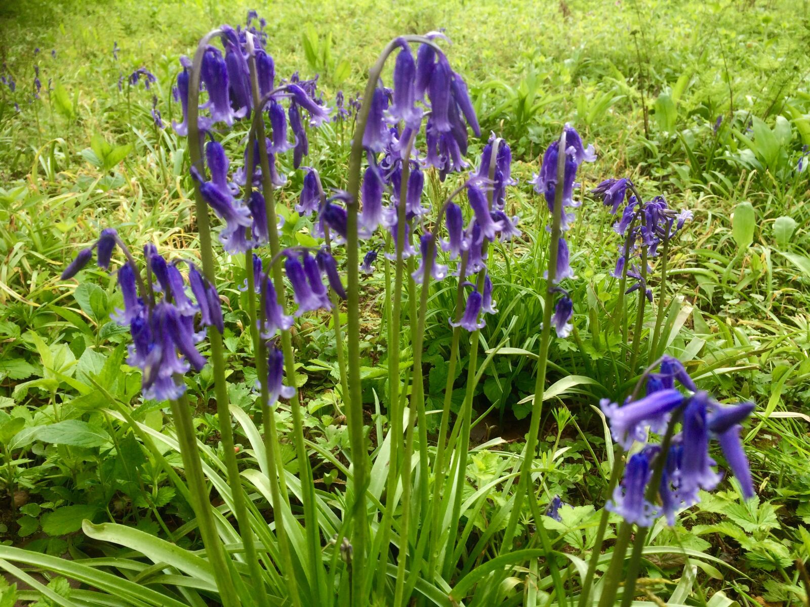 iPhone 5s back camera 4.15mm f/2.2 sample photo. Bluebells, field, flower, wild photography