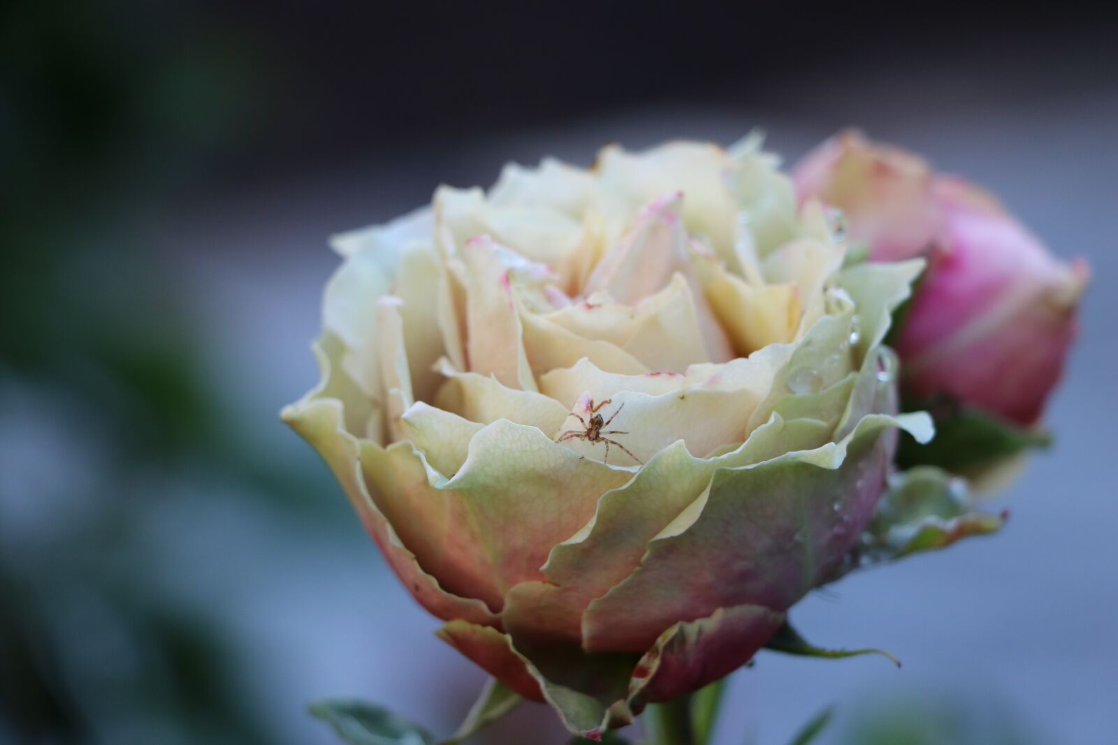 Canon EOS 750D (EOS Rebel T6i / EOS Kiss X8i) sample photo. Rose, flower, blossom photography