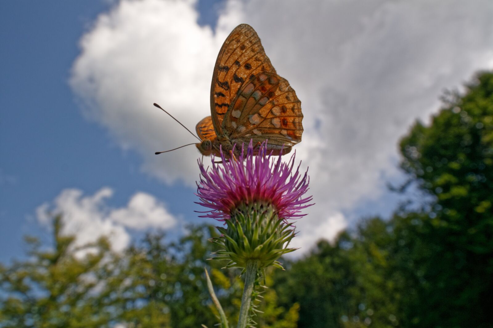Samsung NX30 sample photo. Butterfly, clouds, nature photography