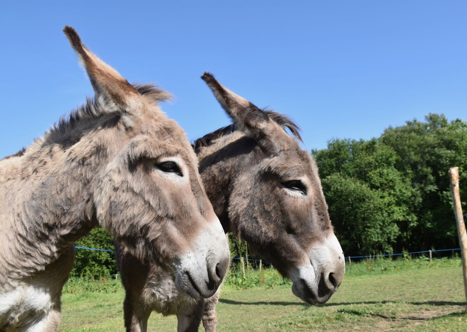 Nikon D5600 sample photo. Donkeys, donkeys of contentin photography