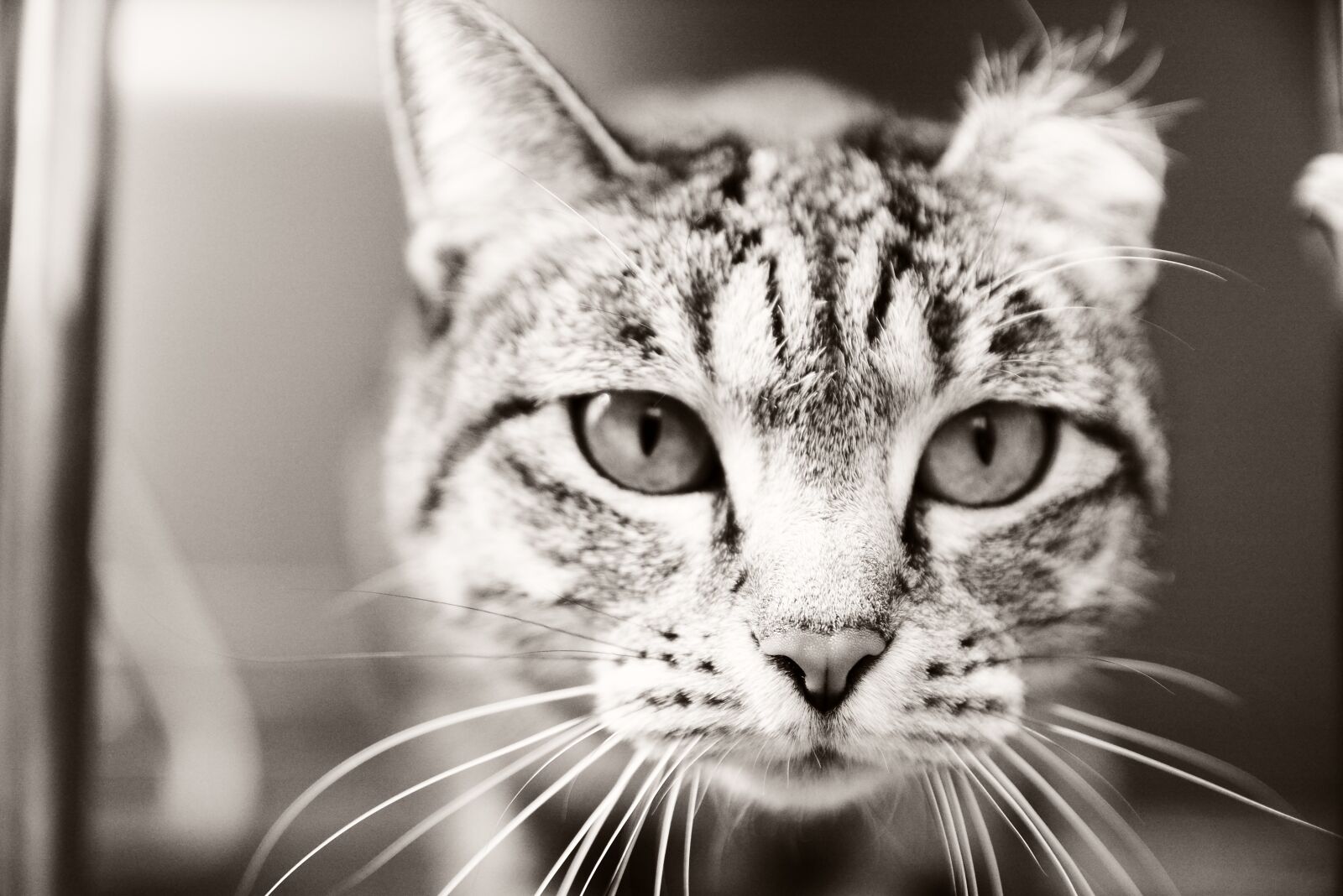 Nikon D7100 sample photo. Street, expression, mammals photography