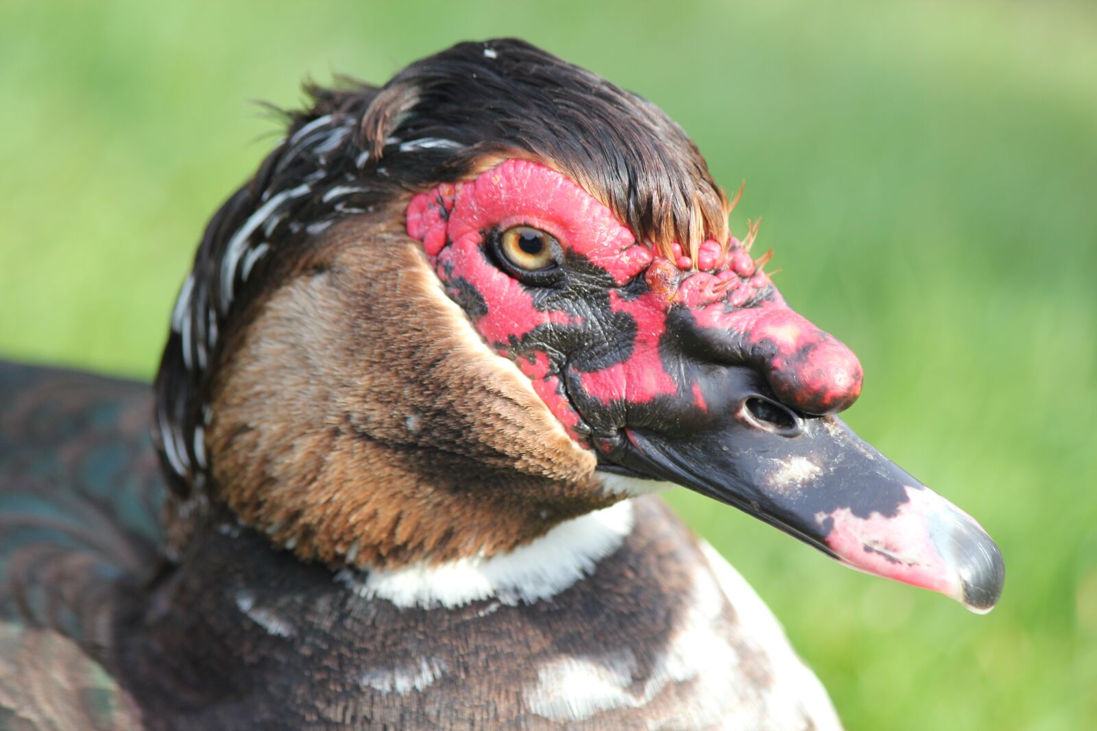 Canon EOS 550D (EOS Rebel T2i / EOS Kiss X4) sample photo. Muscovy, duck, bird photography