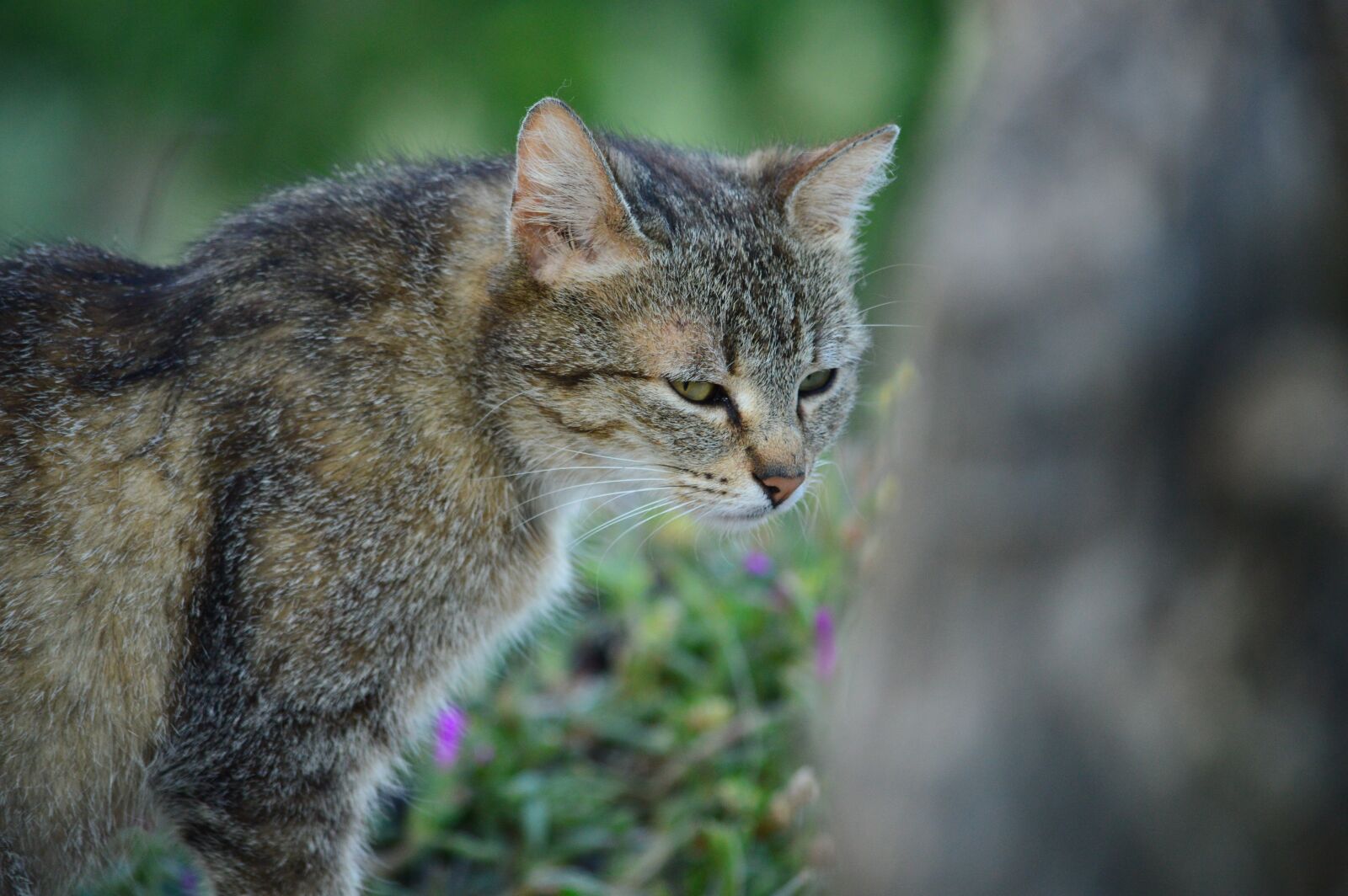 Nikon D3200 sample photo. Cat, feline, pet photography