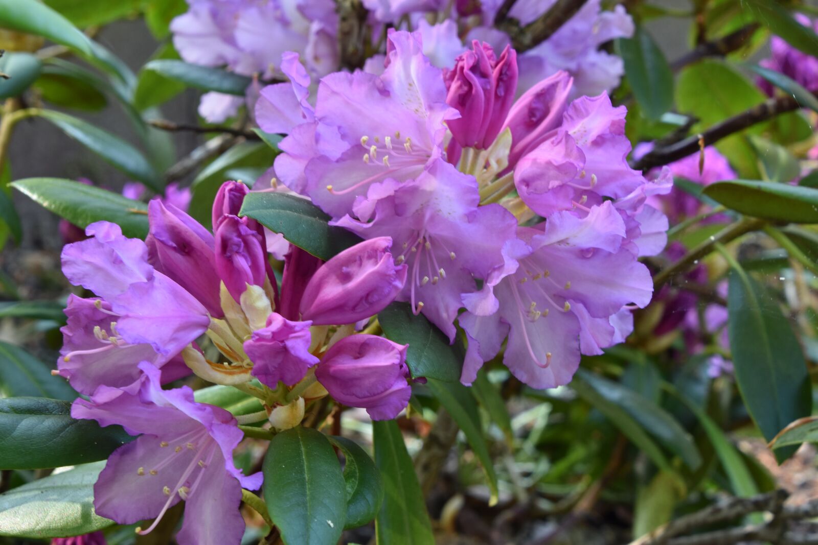 Nikon D5600 sample photo. Flower, nature, plant photography