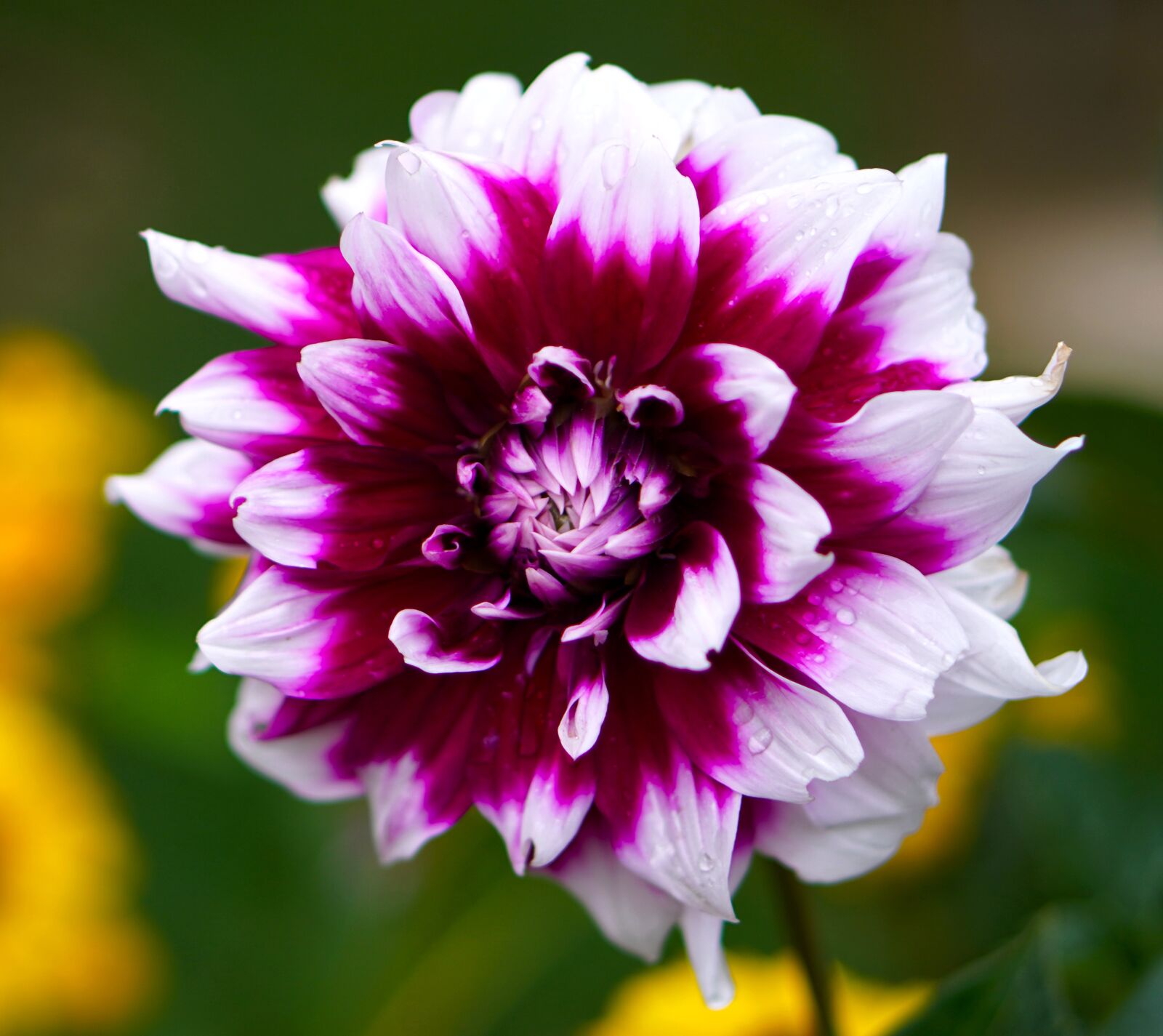 Sony a6400 + E 50mm F1.8 OSS sample photo. Dahlia, blossom, bloom photography