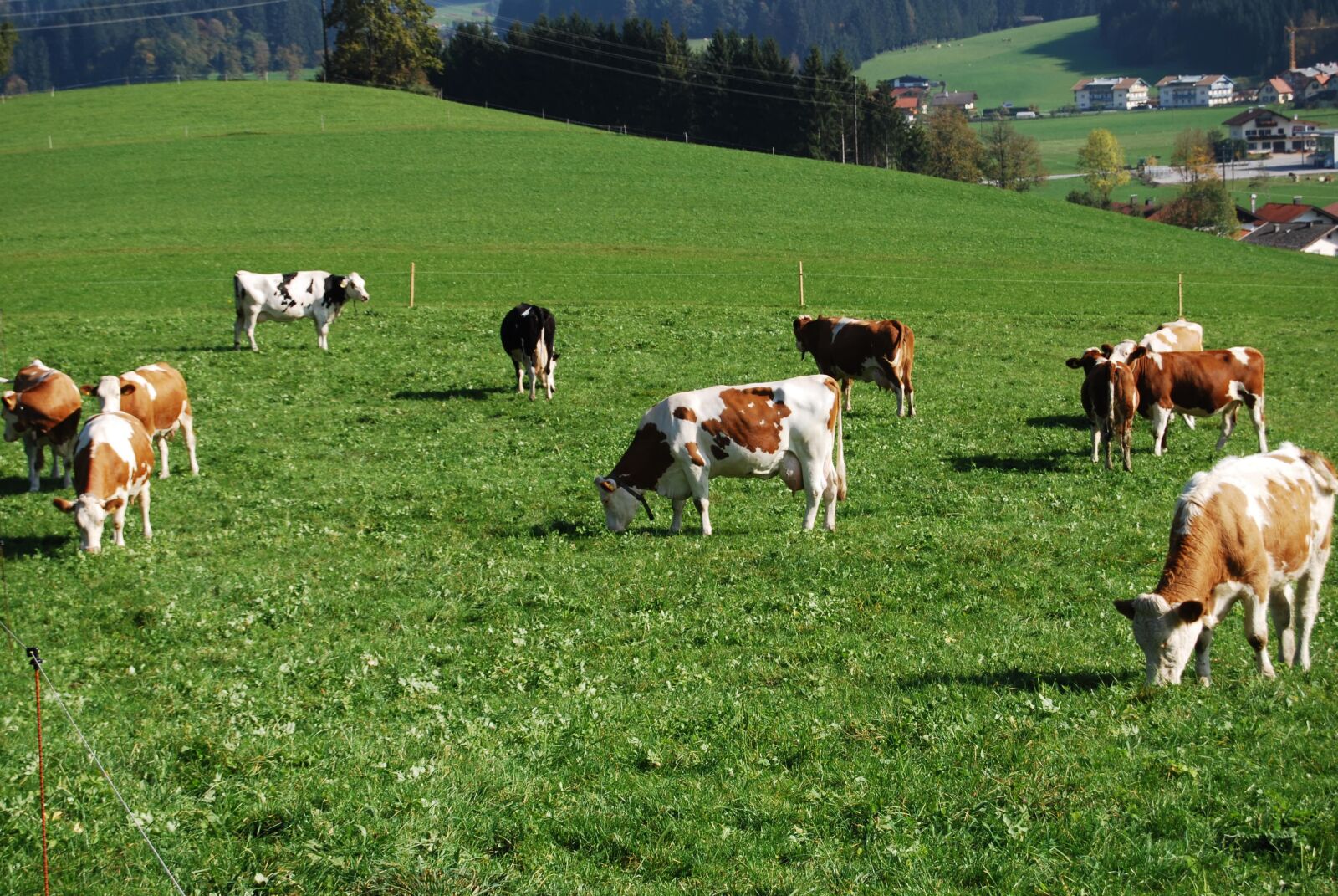 Nikon D40X sample photo. Landscape, cows, mountain meadows photography