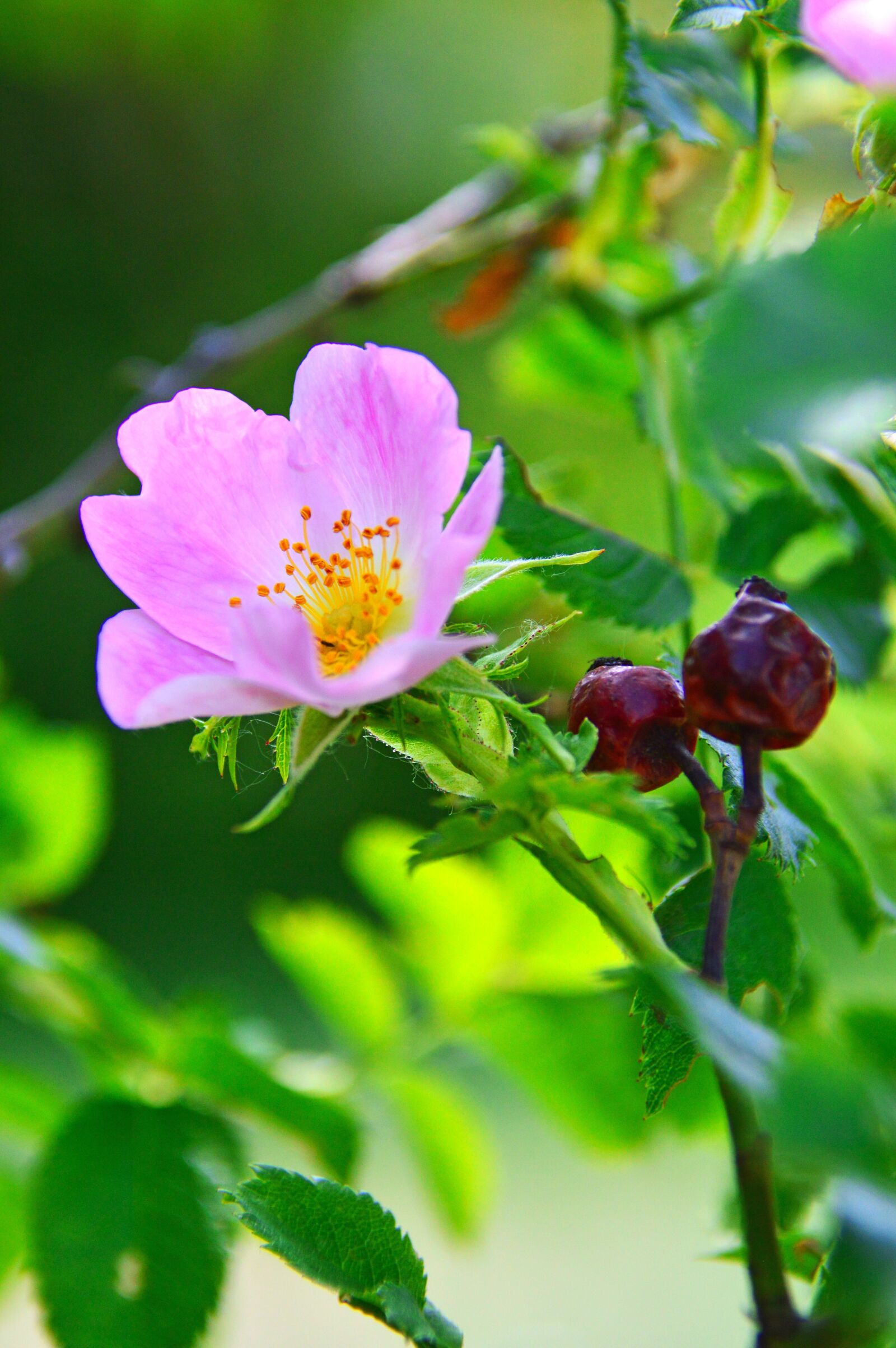Nikon D3200 sample photo. Rosehips, lace flower, flower photography