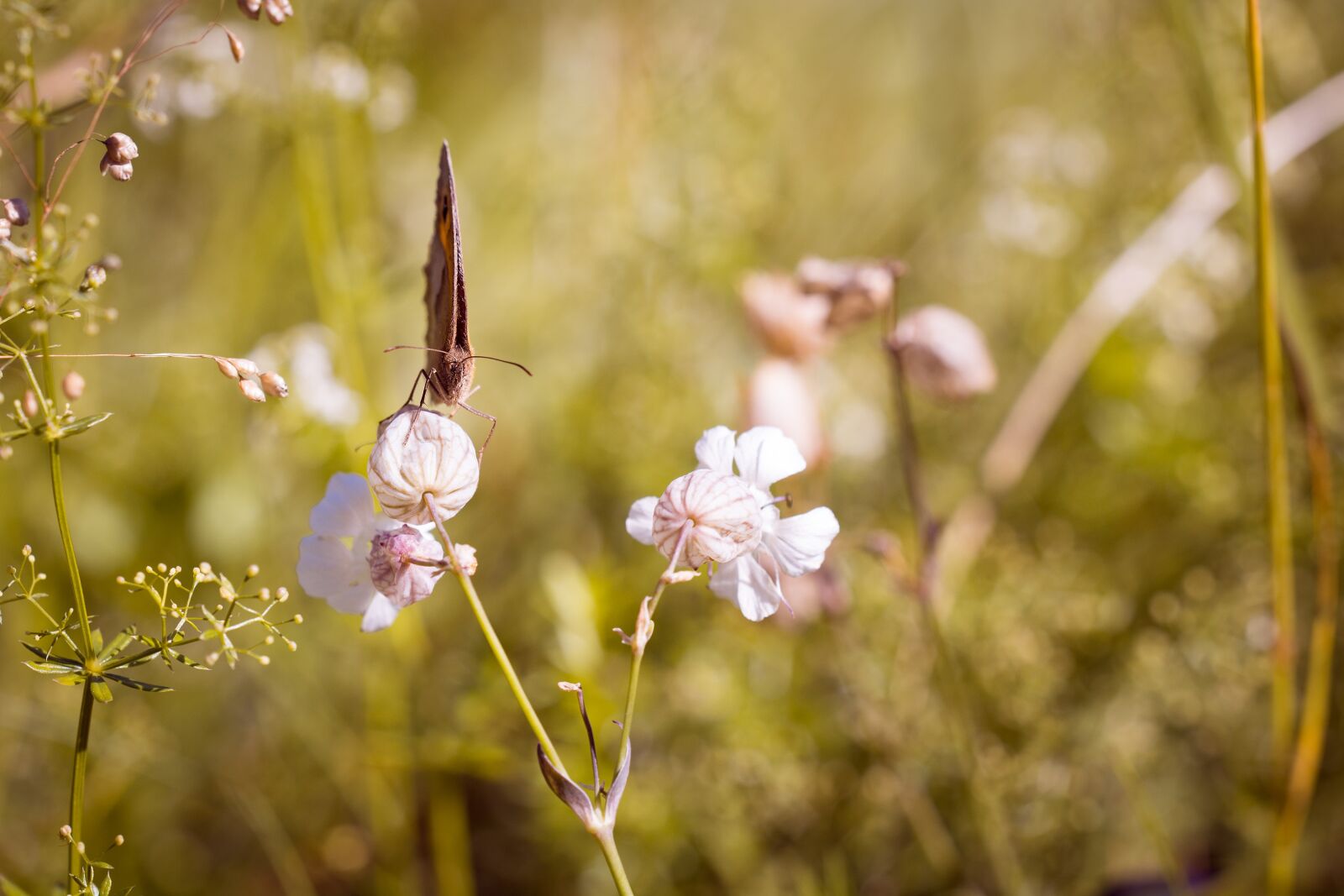 Nikon D7100 sample photo. Butterfly, meadow, natural lawn photography