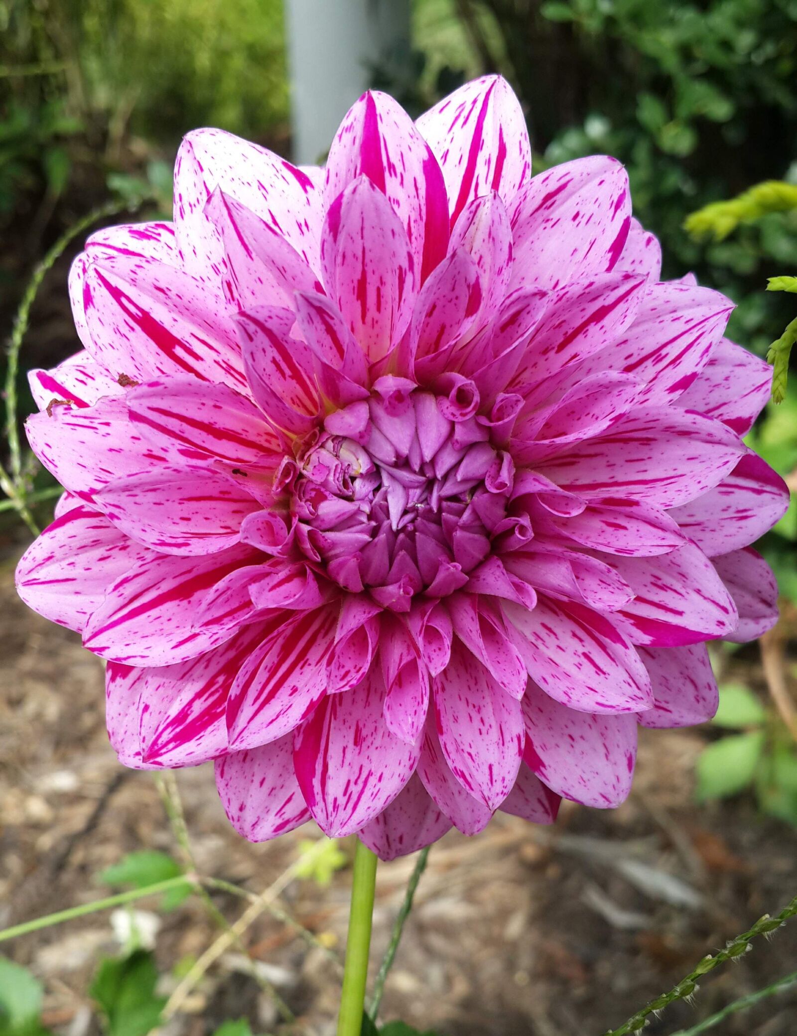 Samsung Galaxy S4 sample photo. Summer, pink, flower photography