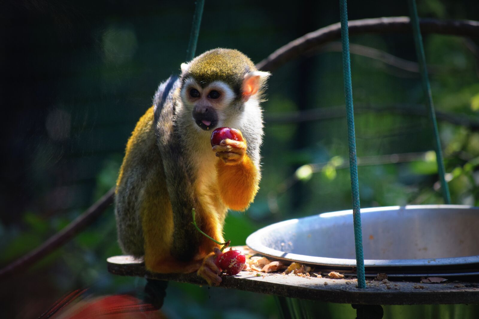 Nikon D3300 sample photo. Monkey, zoo, food photography