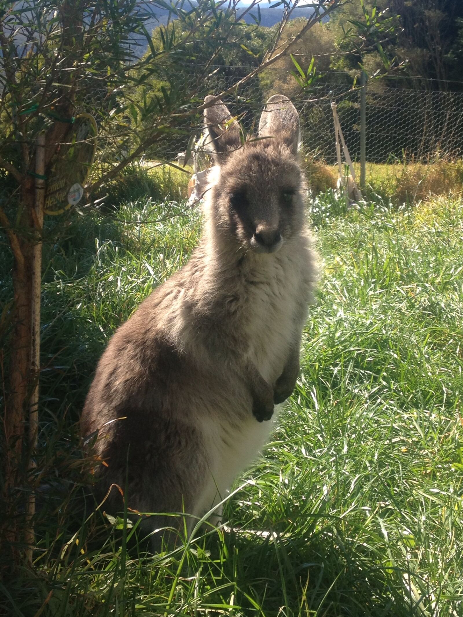 Apple iPhone 4S sample photo. Baby, kangaroo, kangaroo, kangaroo photography